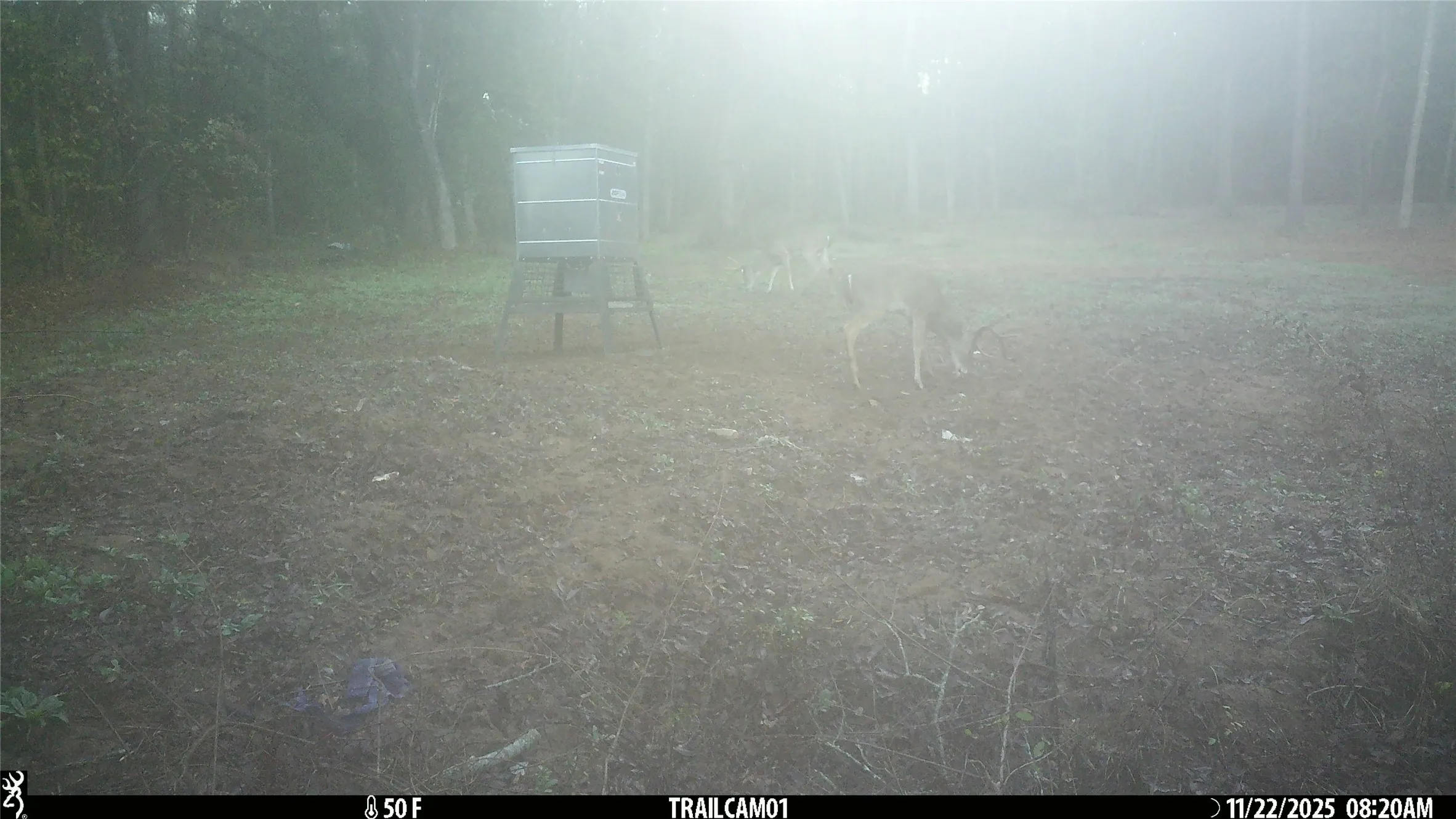 Whitetail Buck on game camera East TX Hunting Land for Sale in Winona TX