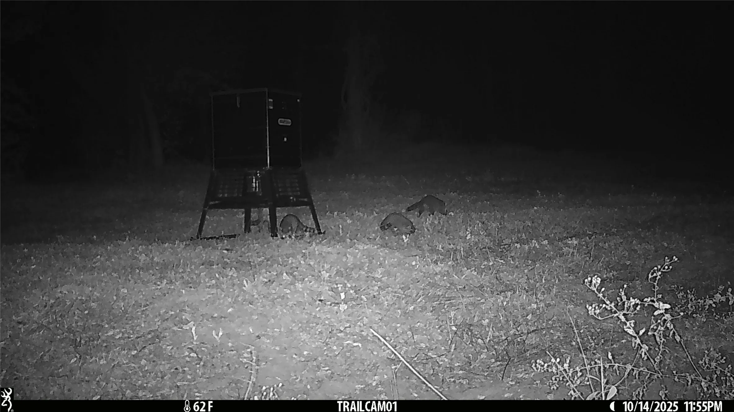 Raccoons on game camera East TX Hunting Land for Sale in Winona TX