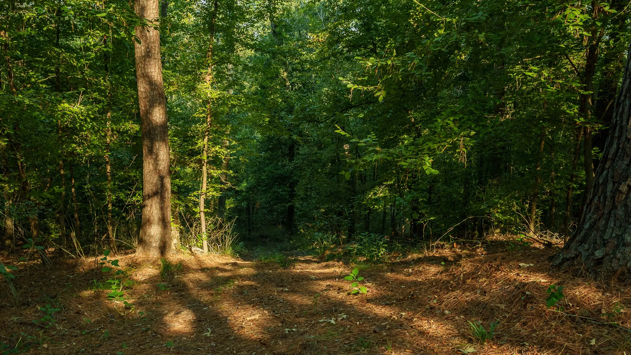 View of woods