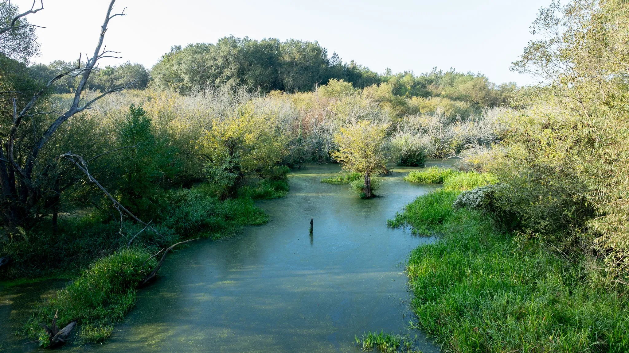 Water source for wildlife