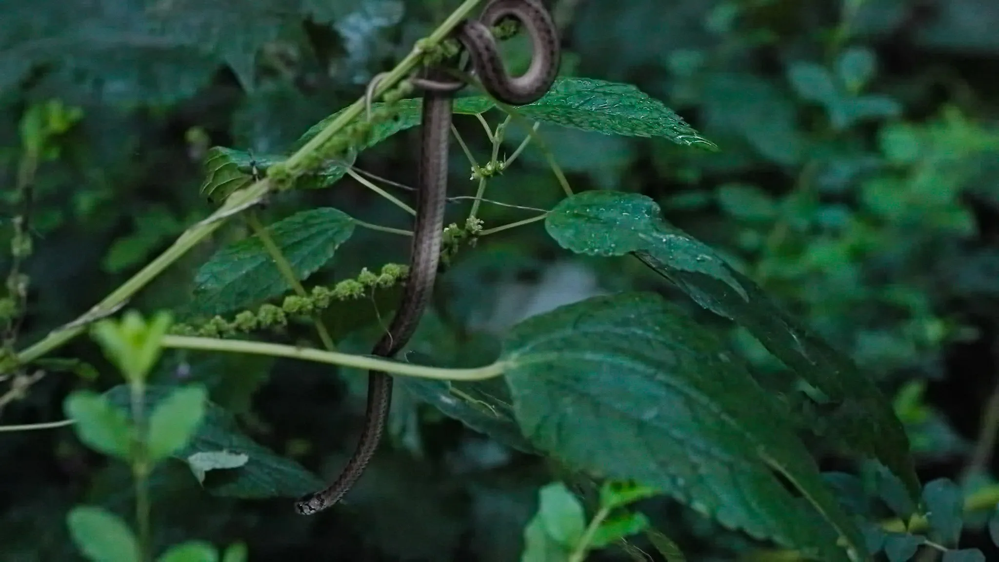 Snake enjoys diverse Wildlife habitat