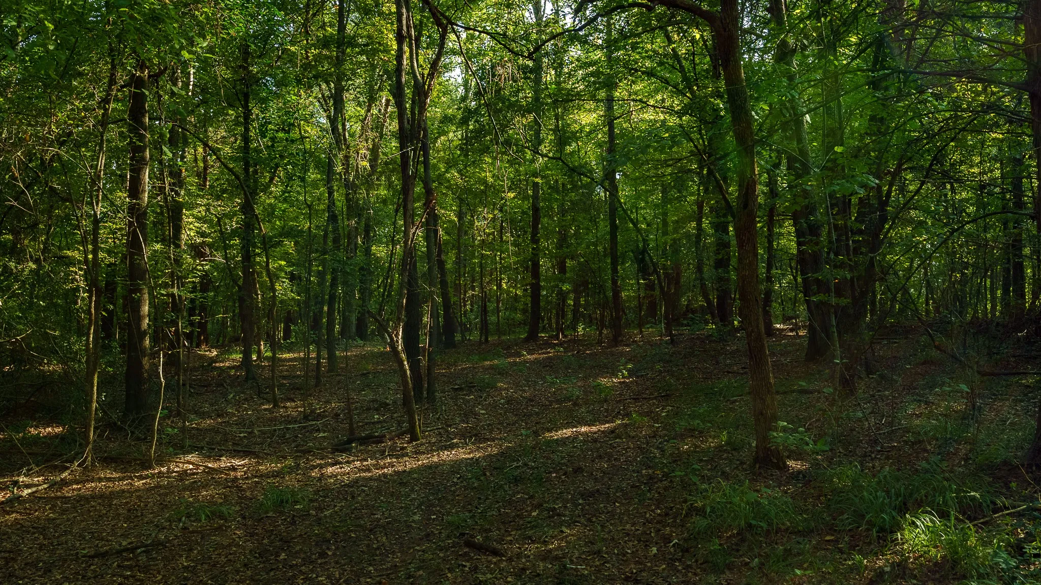 View of wooded area