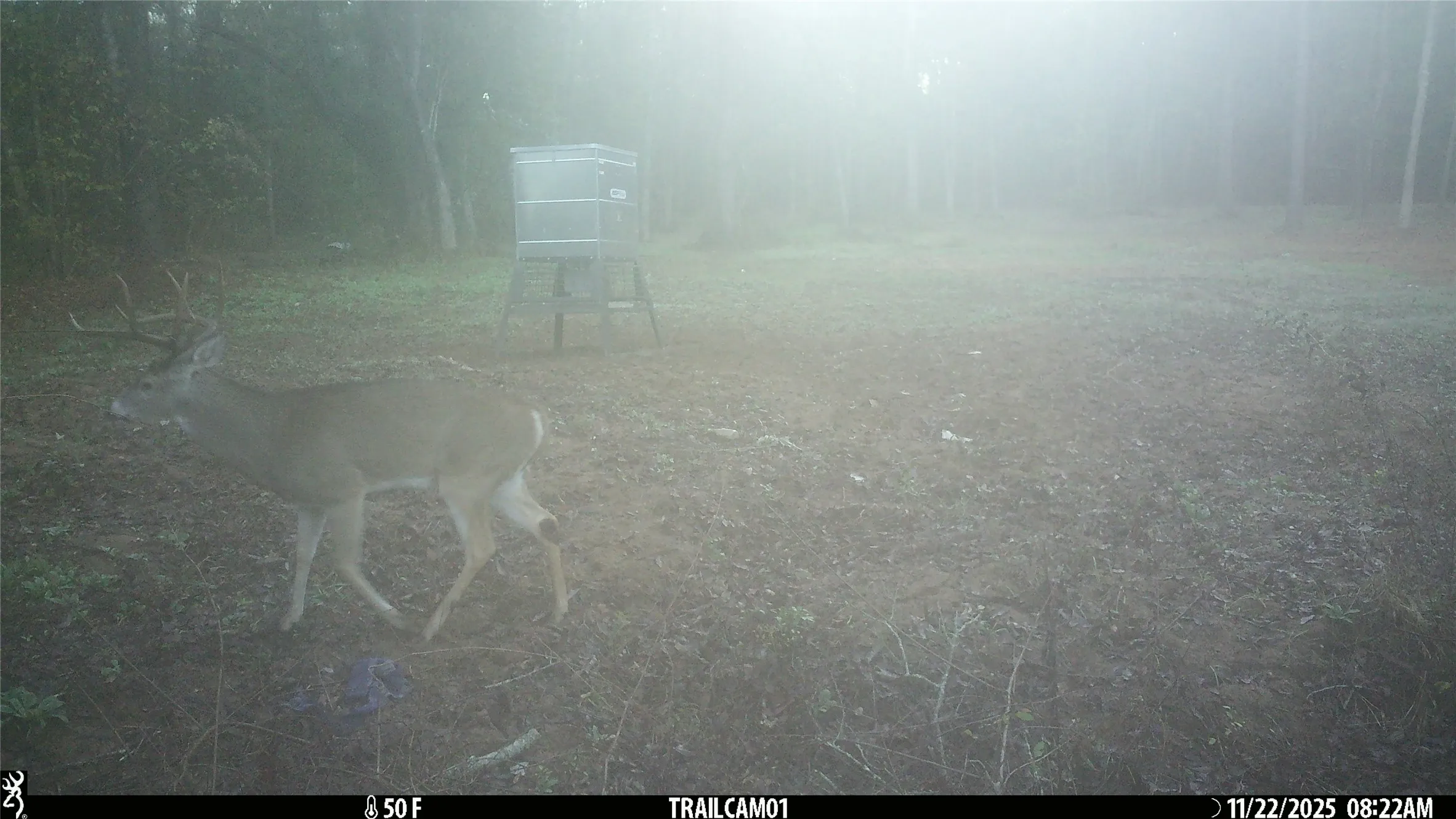 Whitetail Buck on game camera East TX Hunting Land for Sale in Winona TX