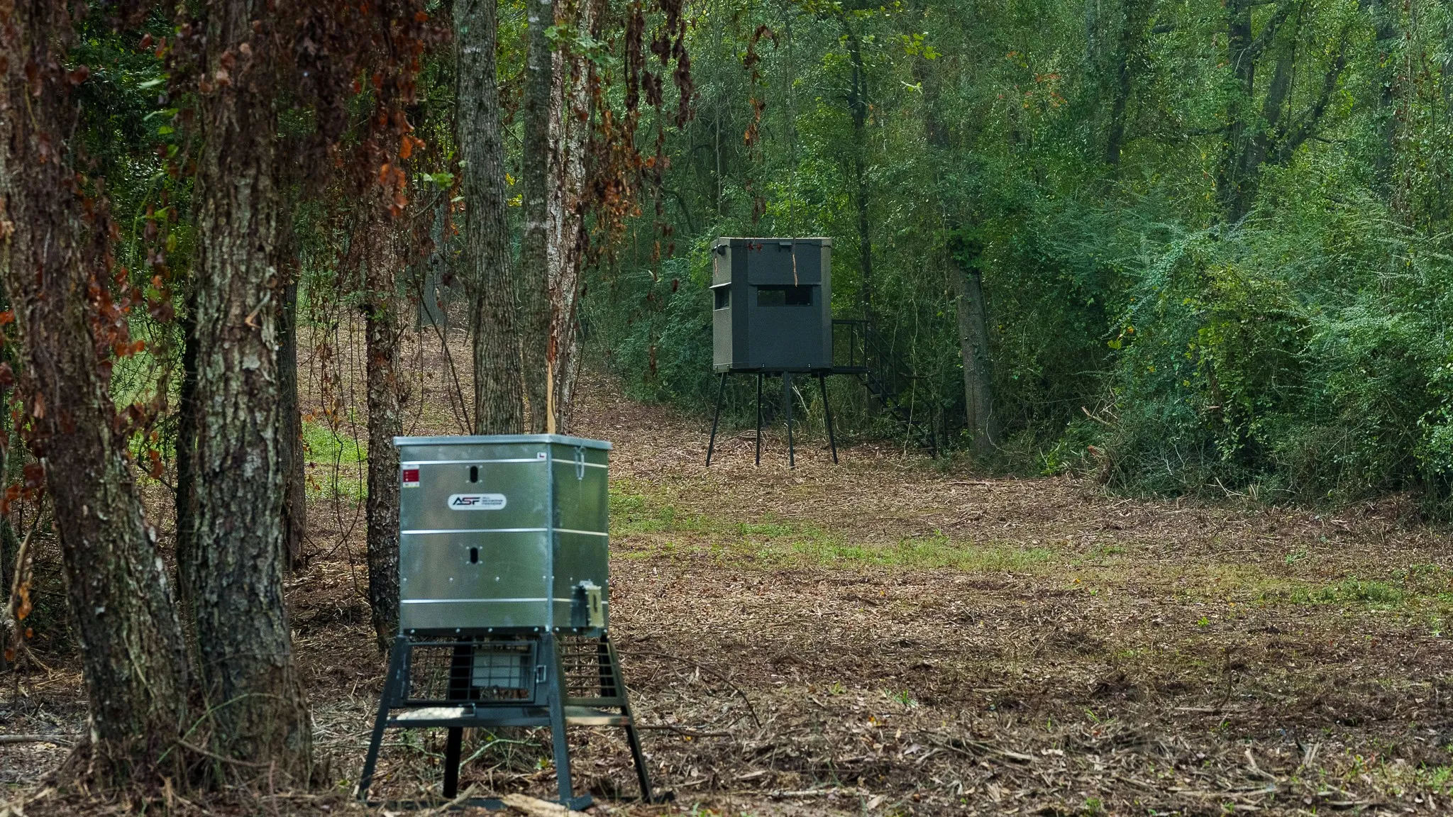 View of mulched trail with feeder and stand in forest