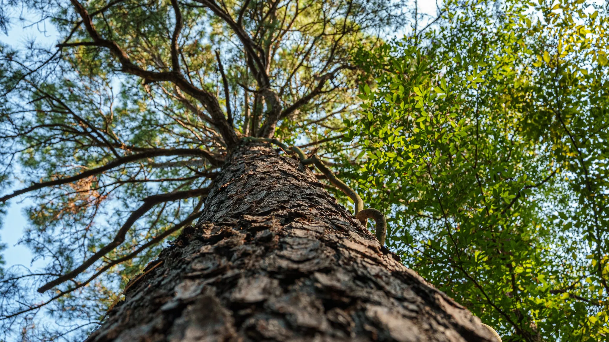 Mature trees on property
