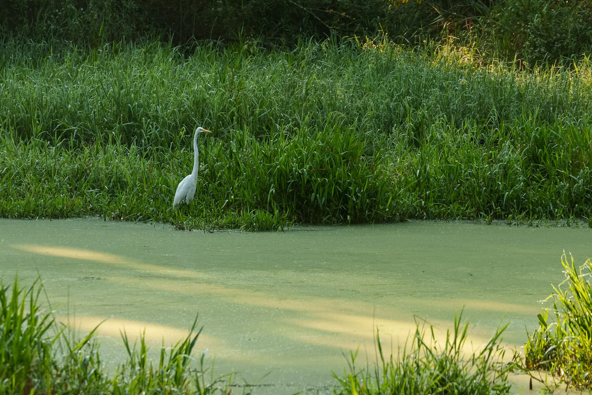 Water view with wildlife