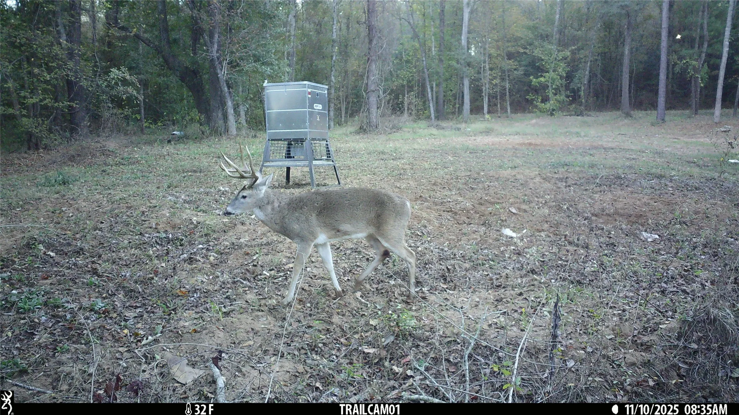 Whitetail Buck on Winona TX Hunting Land for Sale