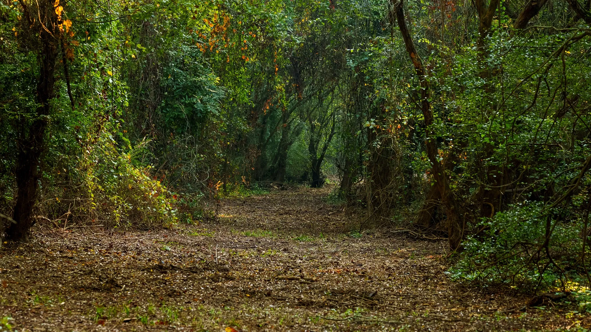 View of woods