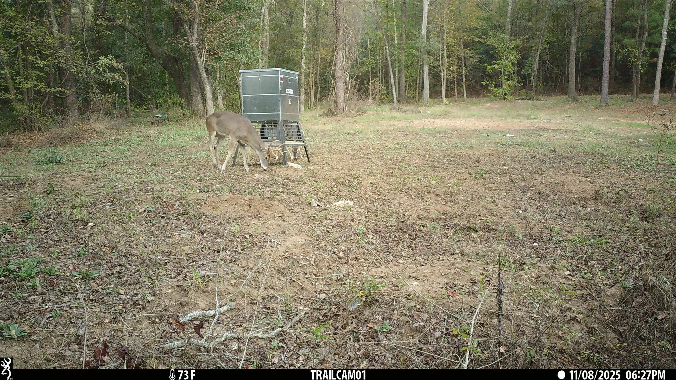 Whitetail Buck on East TX Hunting Land for Sale in Winona TX