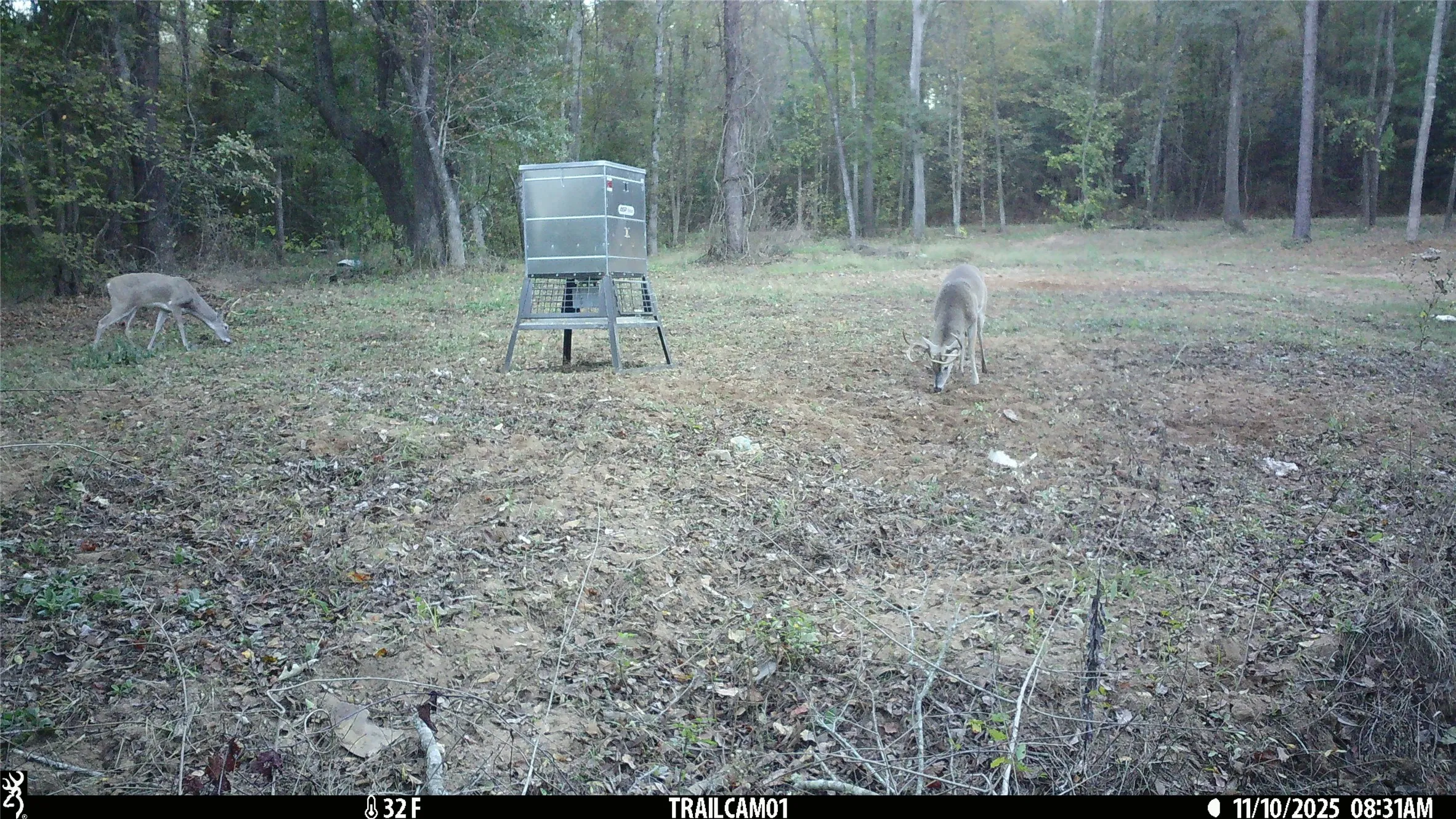 Whitetail Buck and Doe at feeder East TX Hunting Land for Sale