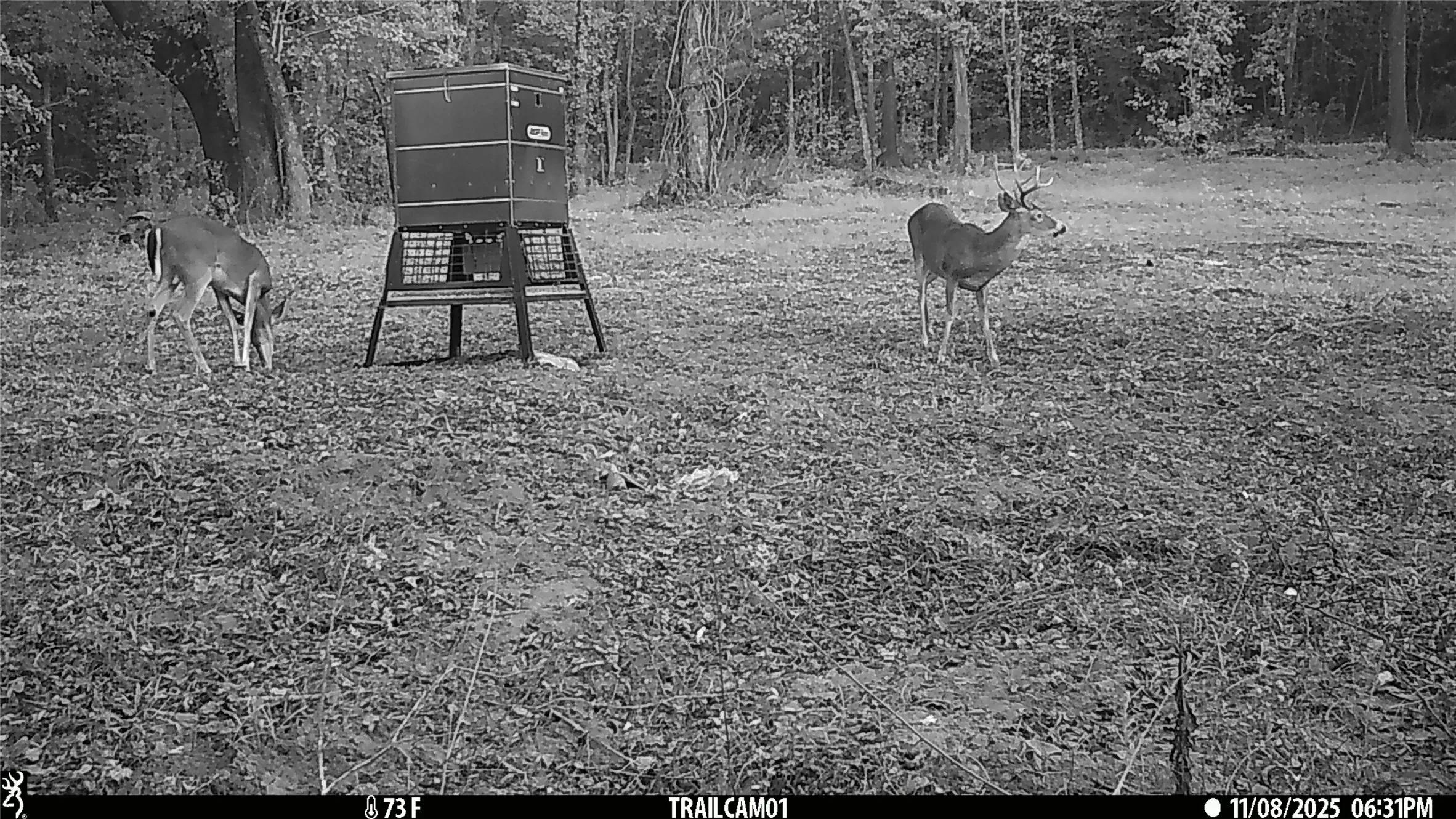 Whitetail Buck and doe on game camera on East TX Hunting Land for Sale