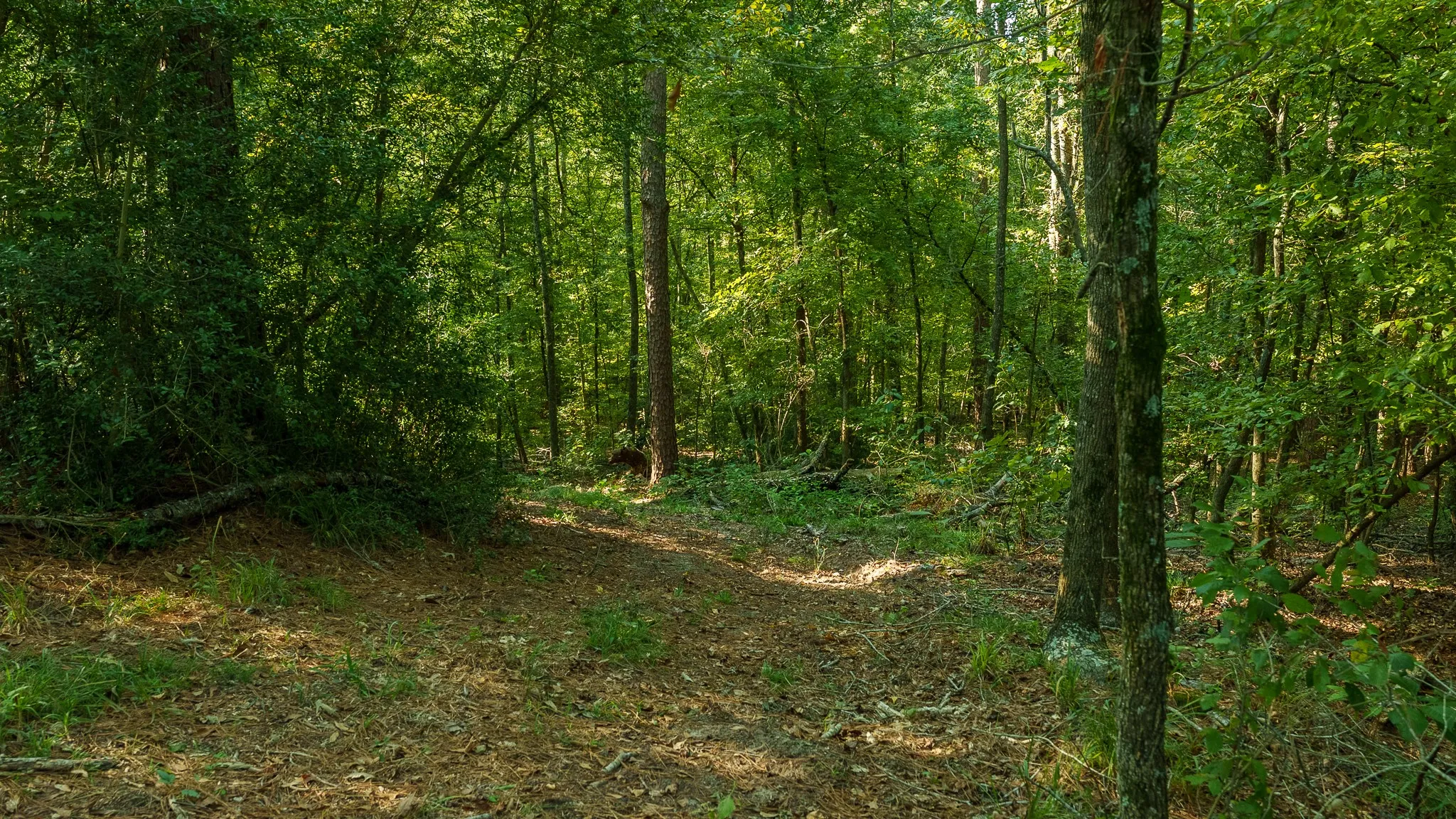 View of local wilderness