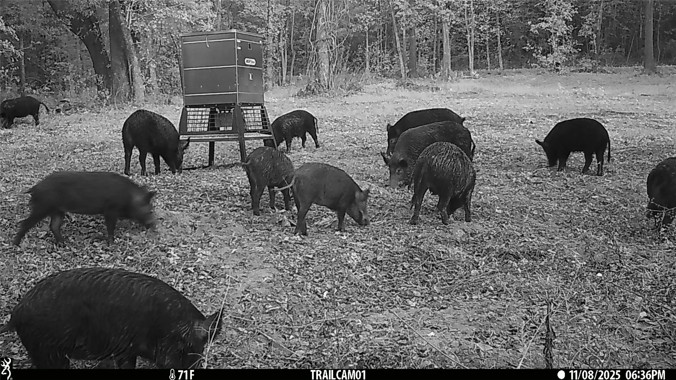 Wild hogs on game camera East TX Hunting Land for Sale in Winona TX