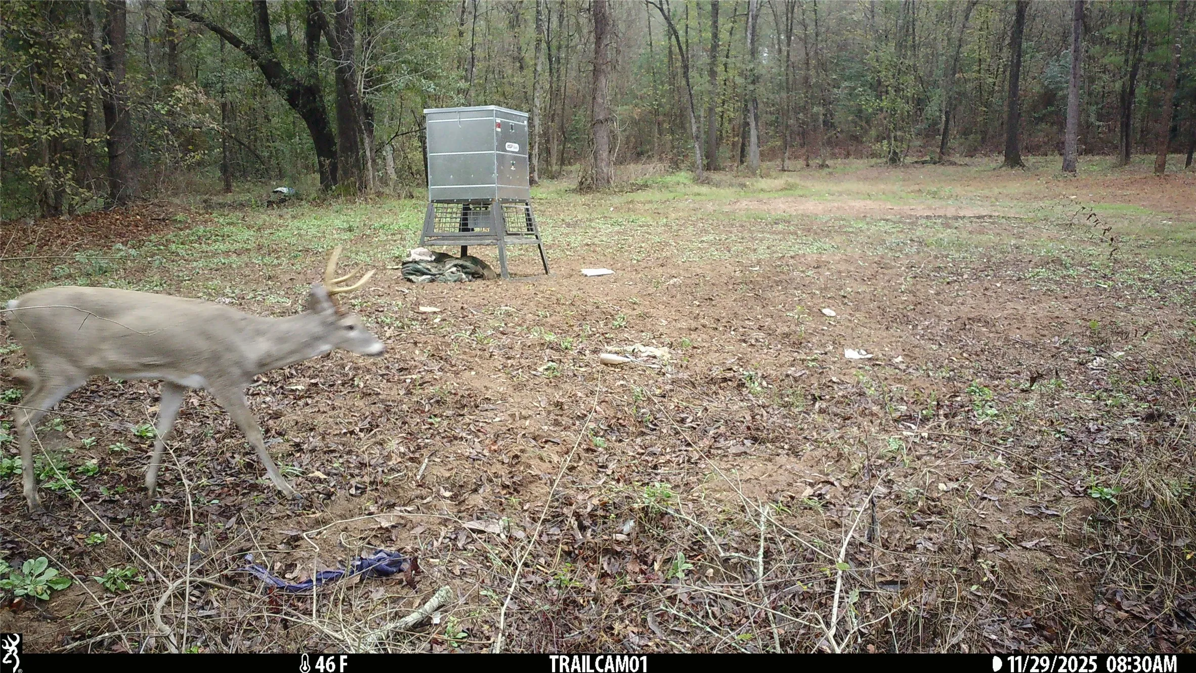 Whitetail Buck on East TX Hunting Land for Sale