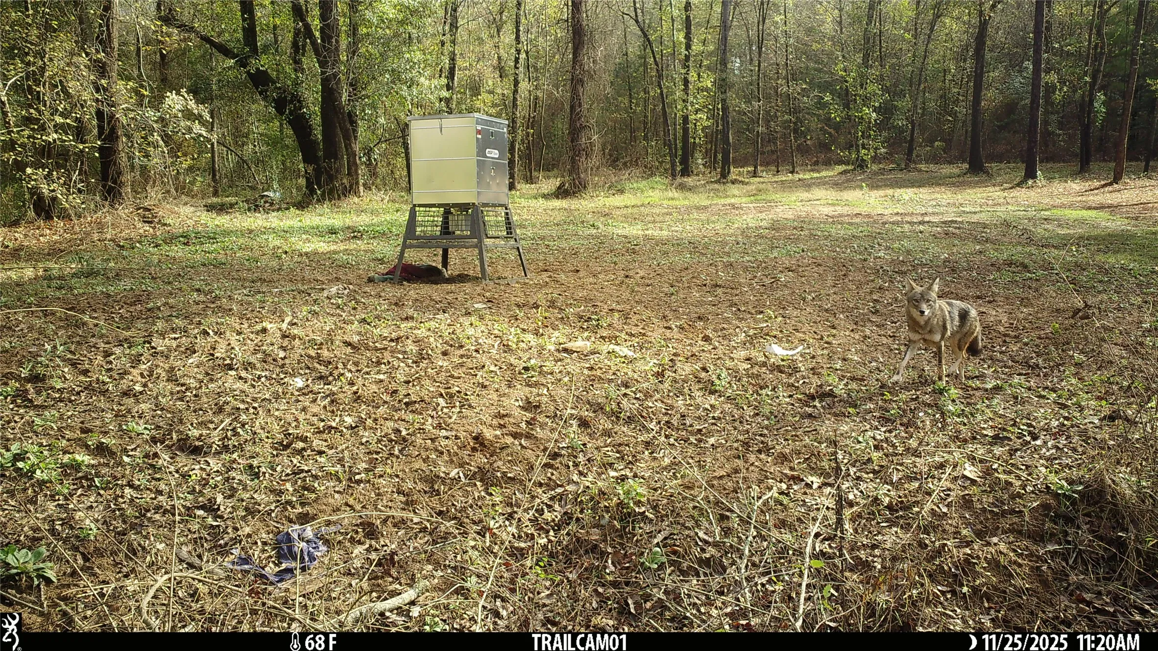 Wildlife on game camera East TX Hunting Land for Sale in Winona TX