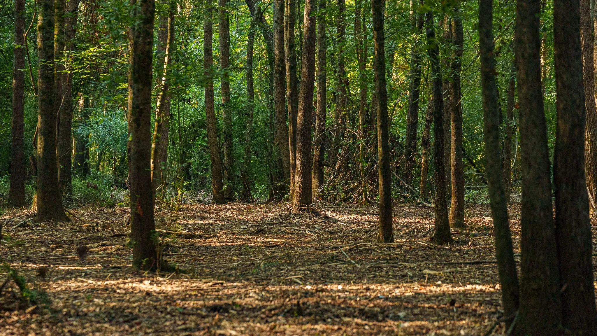 View of local wilderness