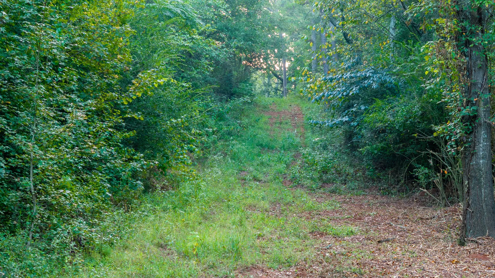 View of access trails and forest