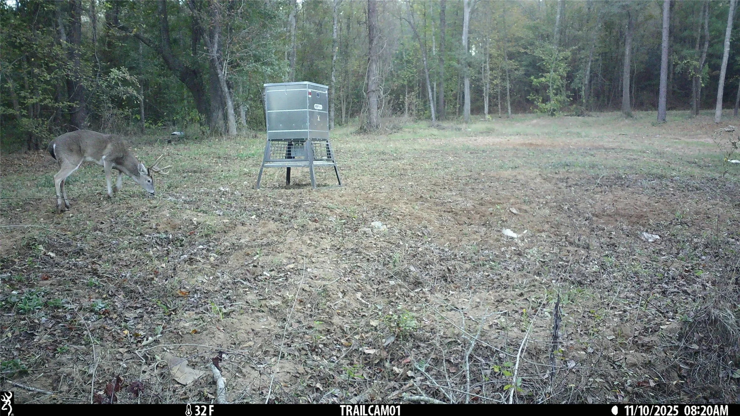 Whitetail Buck at feed on Winona TX Hunting Land for Sale