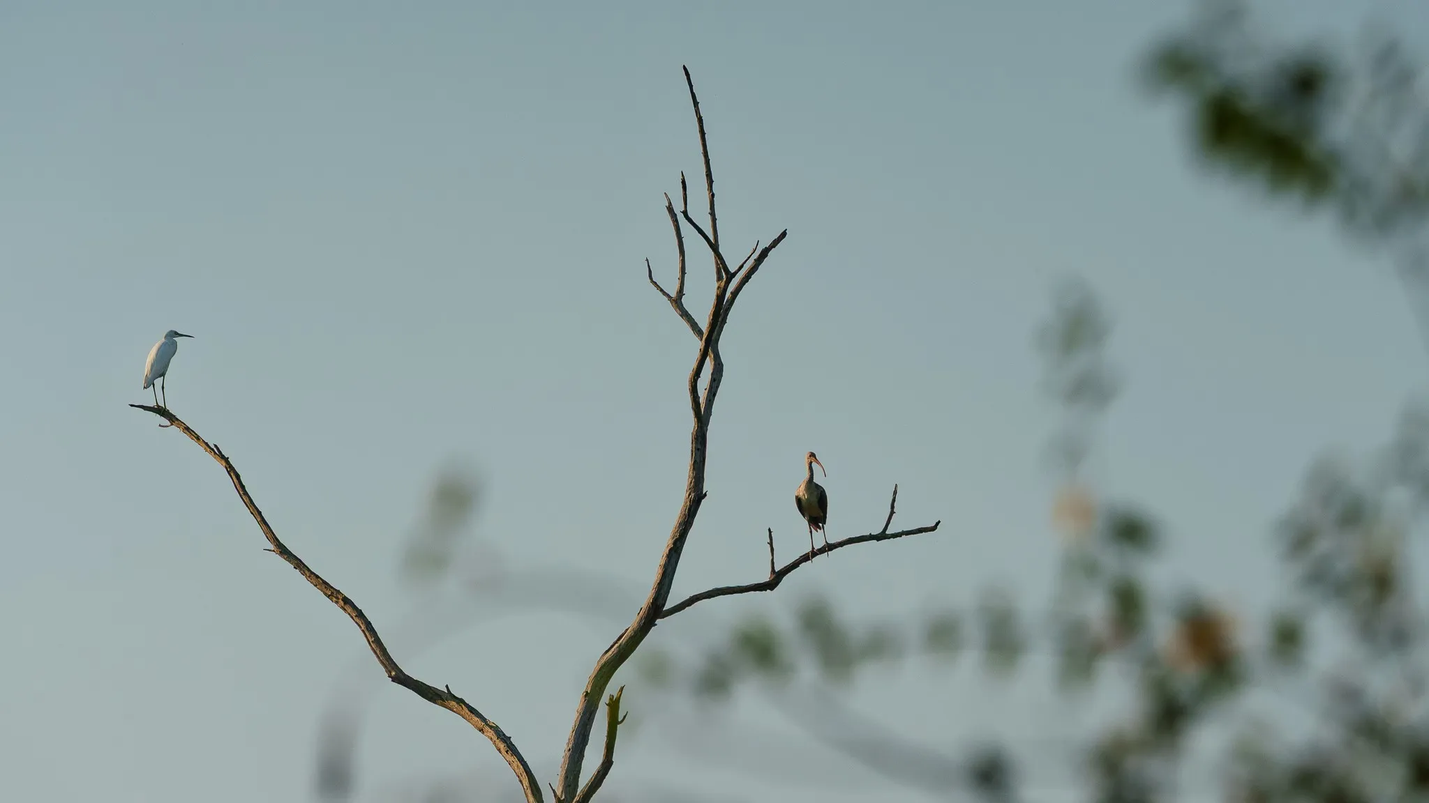 Wildlife sitting on tree branch