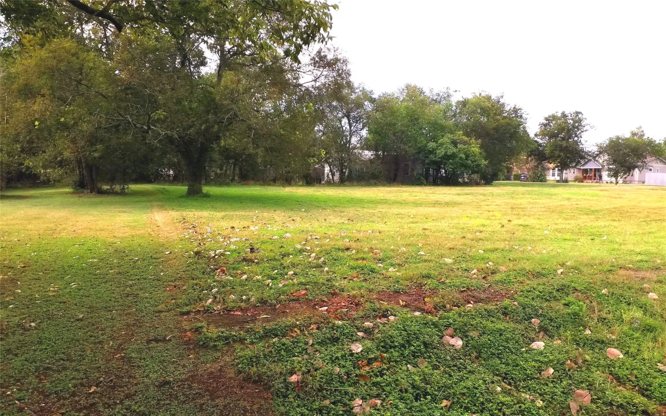 View of green lawn
