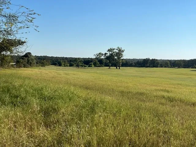 View of woods with a rural view