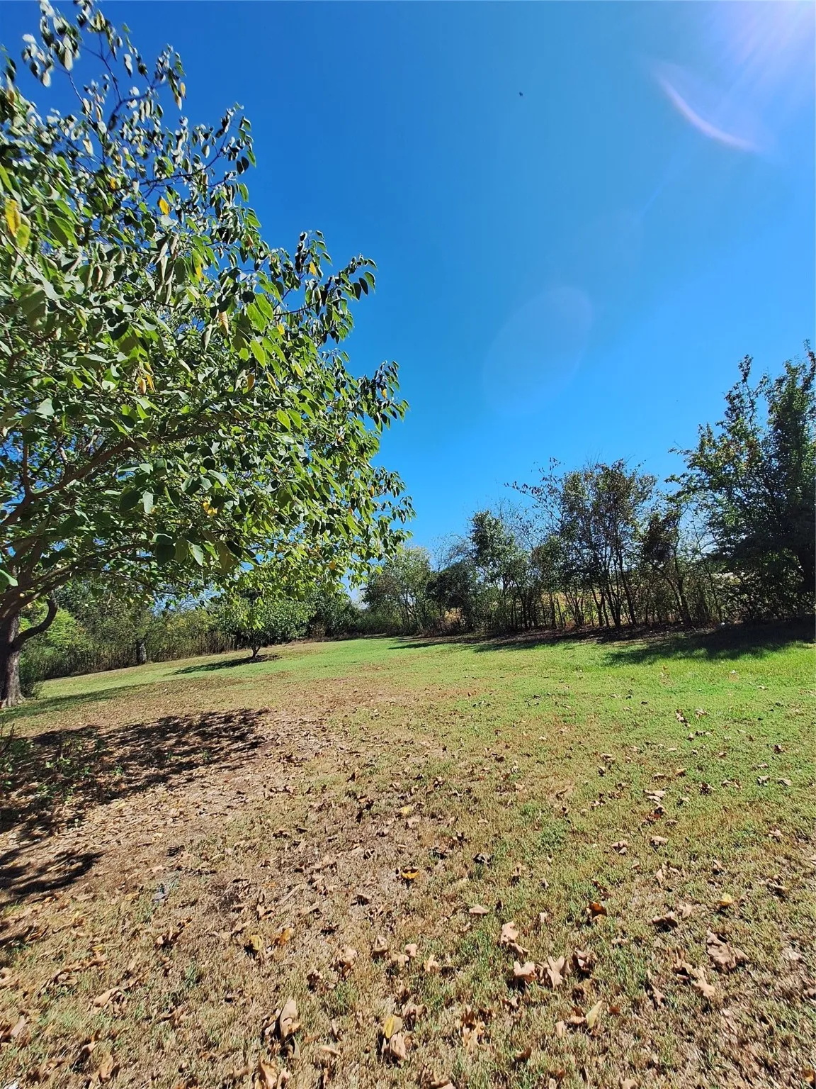 View of grassy yard