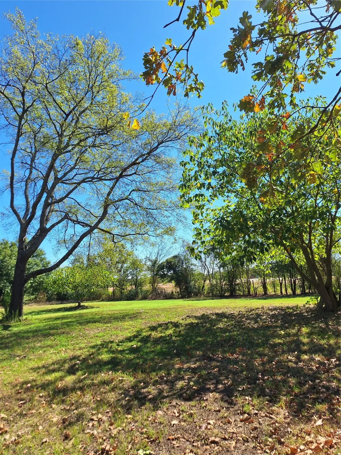 View of grassy yard