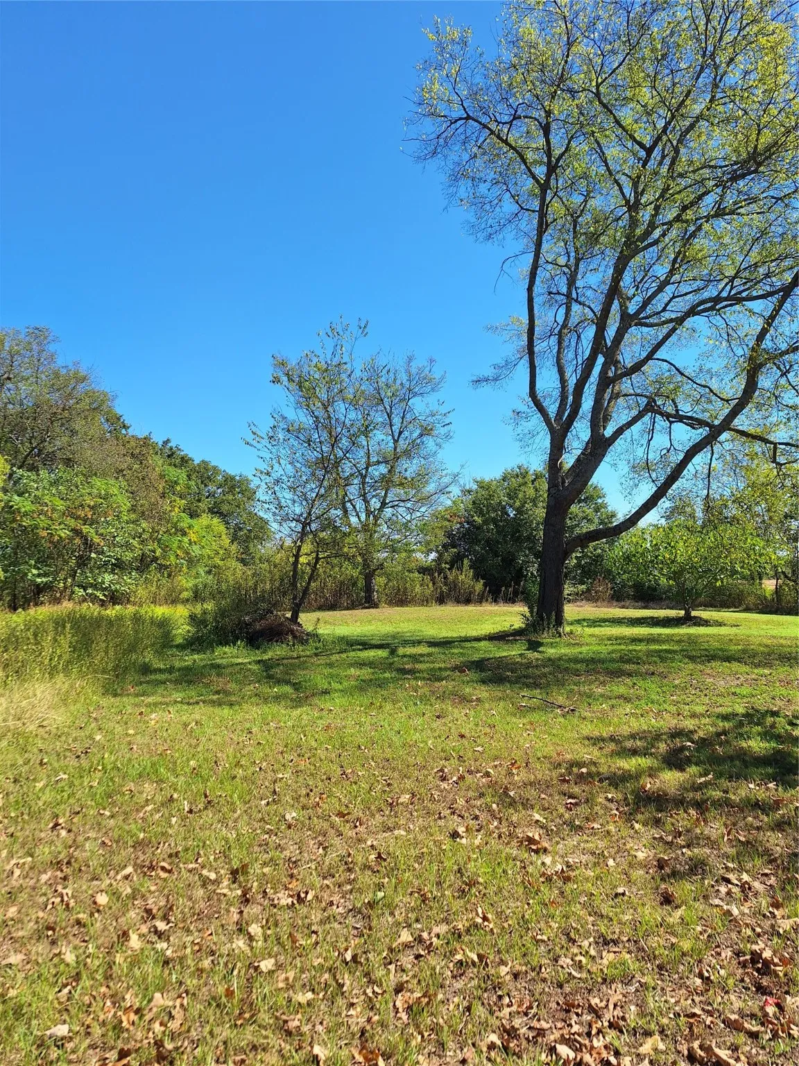 View of grassy yard