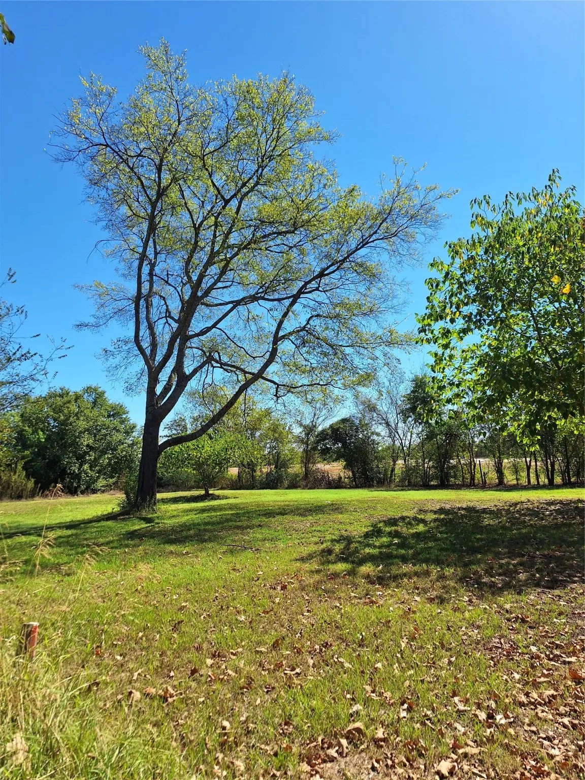 View of grassy yard