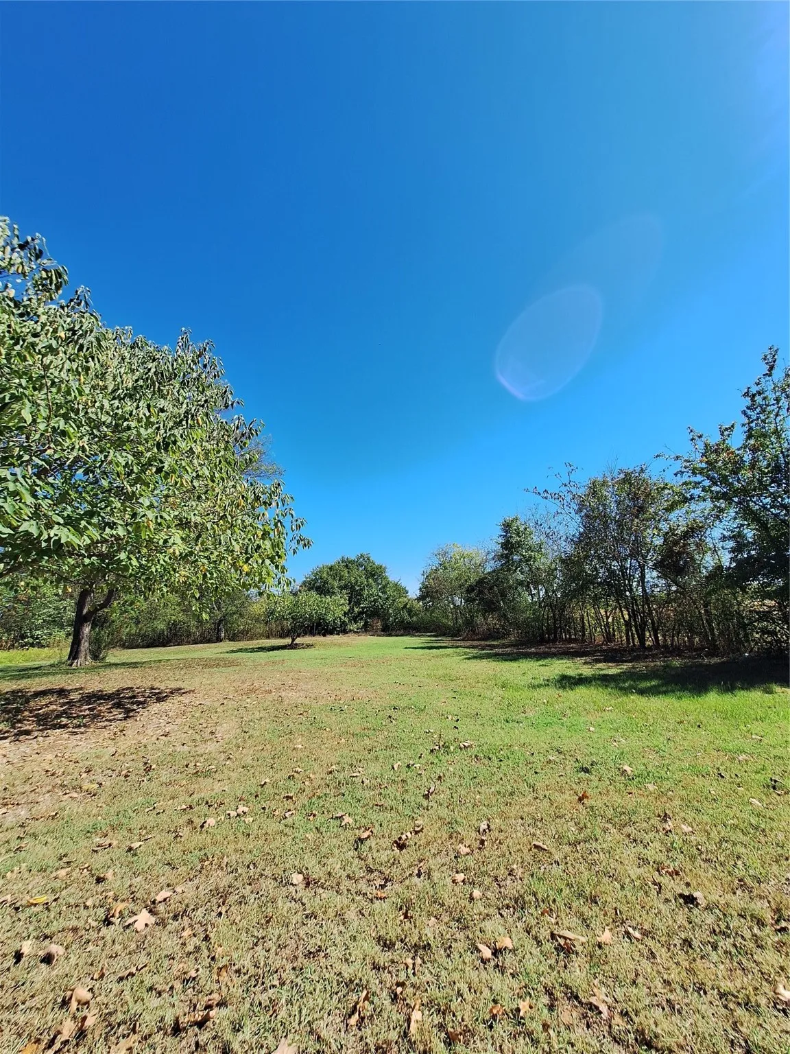 View of grassy yard