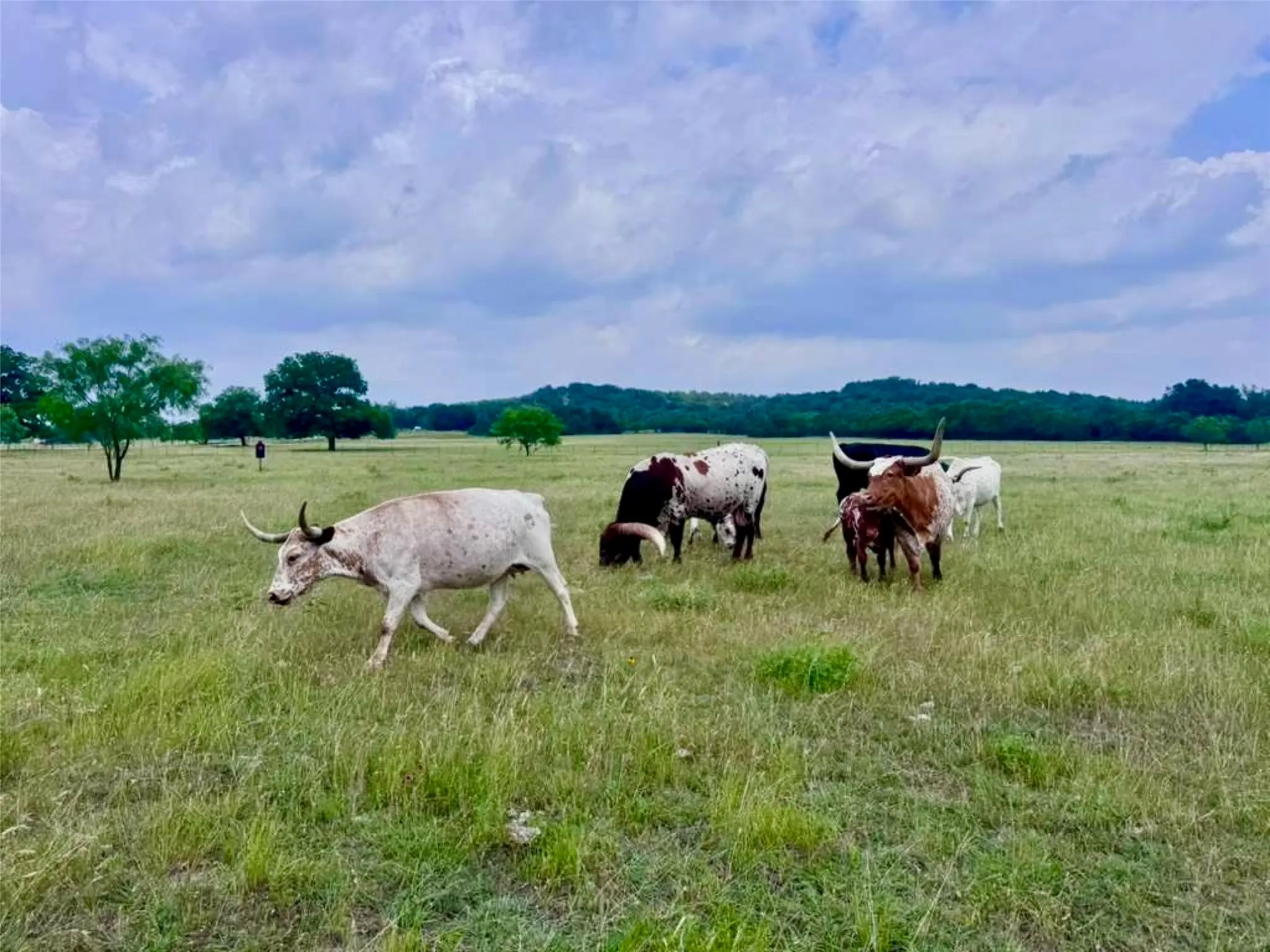 Single Family Residence For Sale in Erath County , 4658 County Road 163, Stephenville, Texas 76401, 9 Bedrooms, 14 Bathrooms, 3 Garage spaces, 9,591 Sqft, built in 2013, Preowned, Price $9,250,000, mls#21091703, Real Estate Agent in Stephenville, Homes For Sale in Erath county, Homes For Sale in Stephenville, Realtor in Stephenville Texas, Real Estate Brokerage Independent Realty Texas, Luminita Cordes Realtor