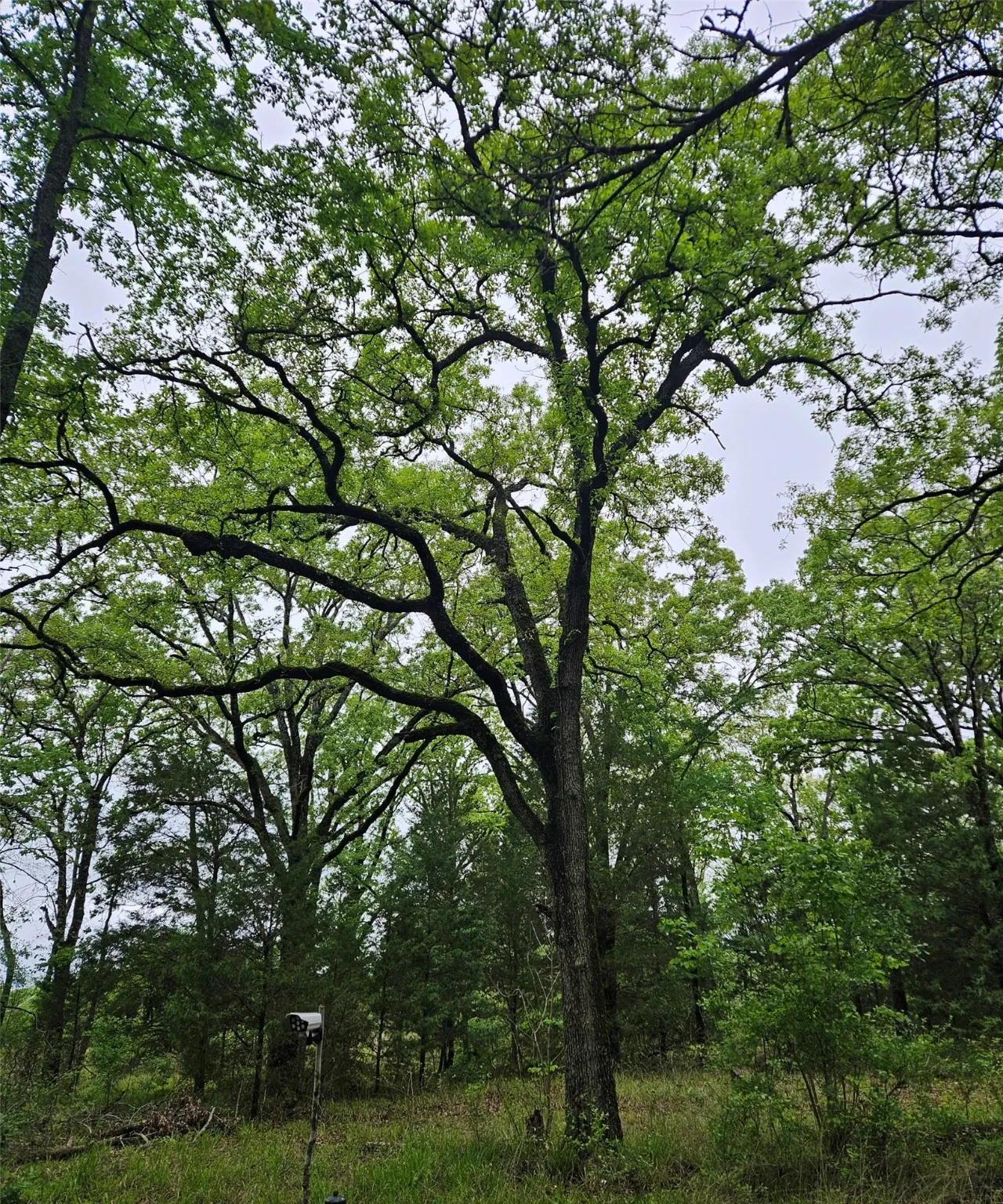 Unimproved Land For Sale in Henderson County , 01 Private 5401 Road, Malakoff, Texas 75148, 0, 0, Garage spaces, 0 Sqft, built in 0, mls#21092043, Real Estate Agent in Malakoff, Homes For Sale in Henderson county, Homes For Sale in Malakoff, Realtor in Malakoff Texas, Real Estate Brokerage Independent Realty Texas, Luminita Cordes Realtor