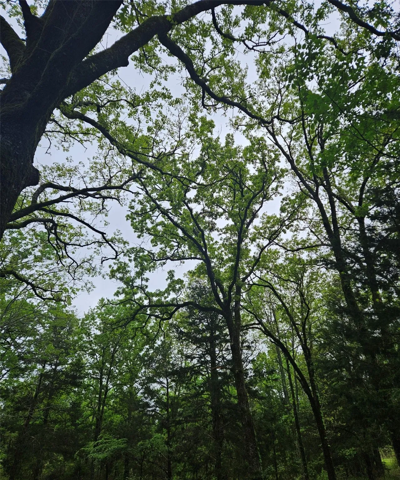 View of local wilderness