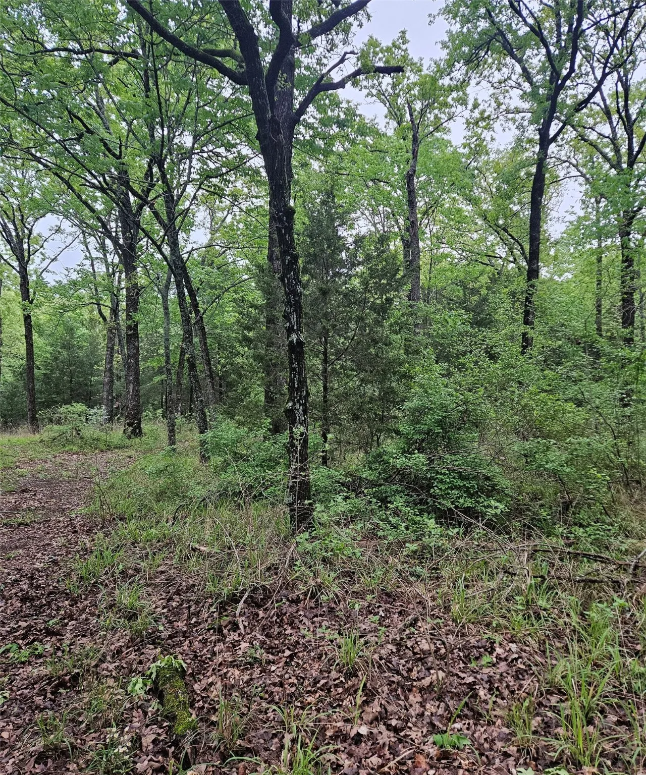 View of woods