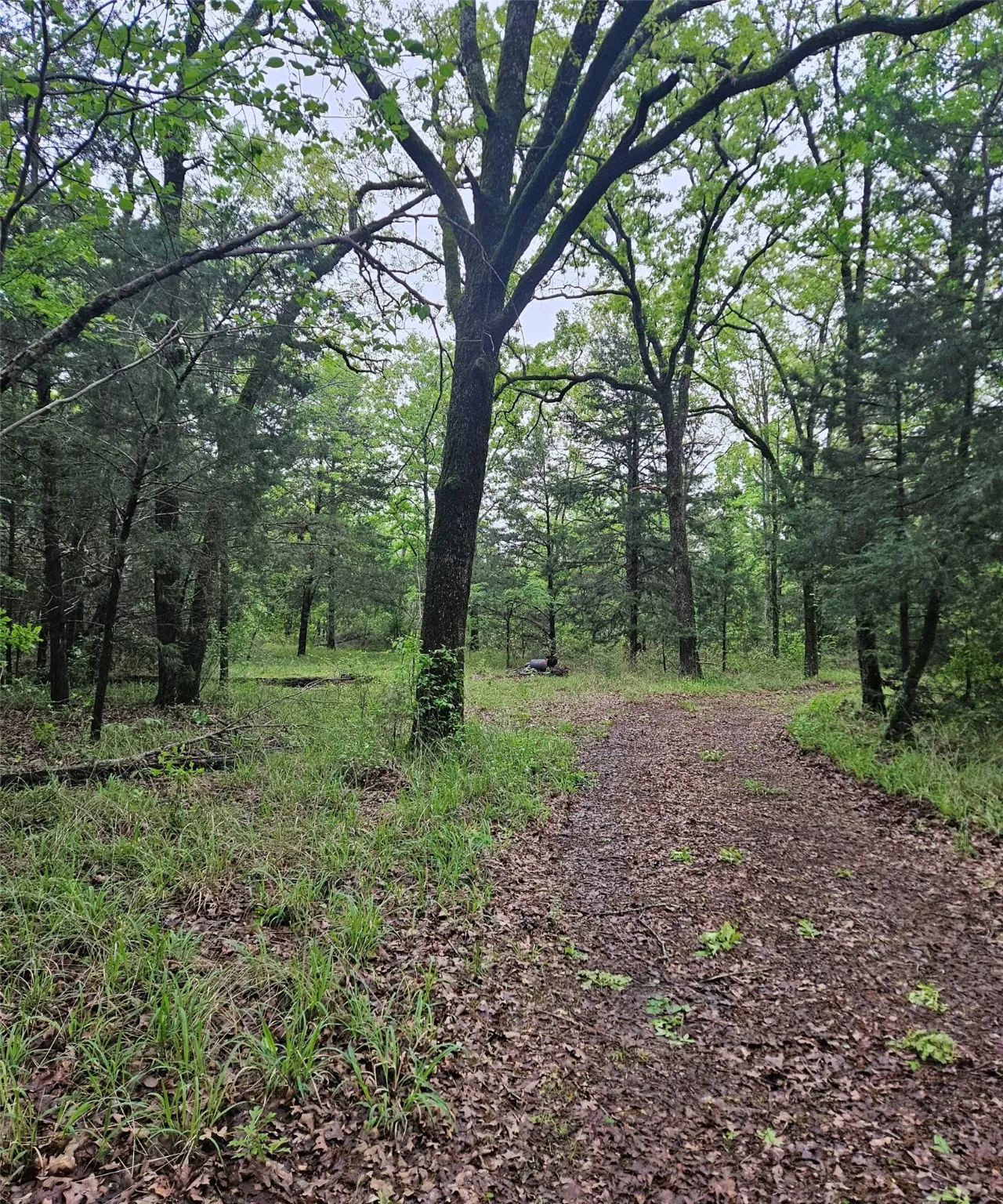 View of undeveloped land