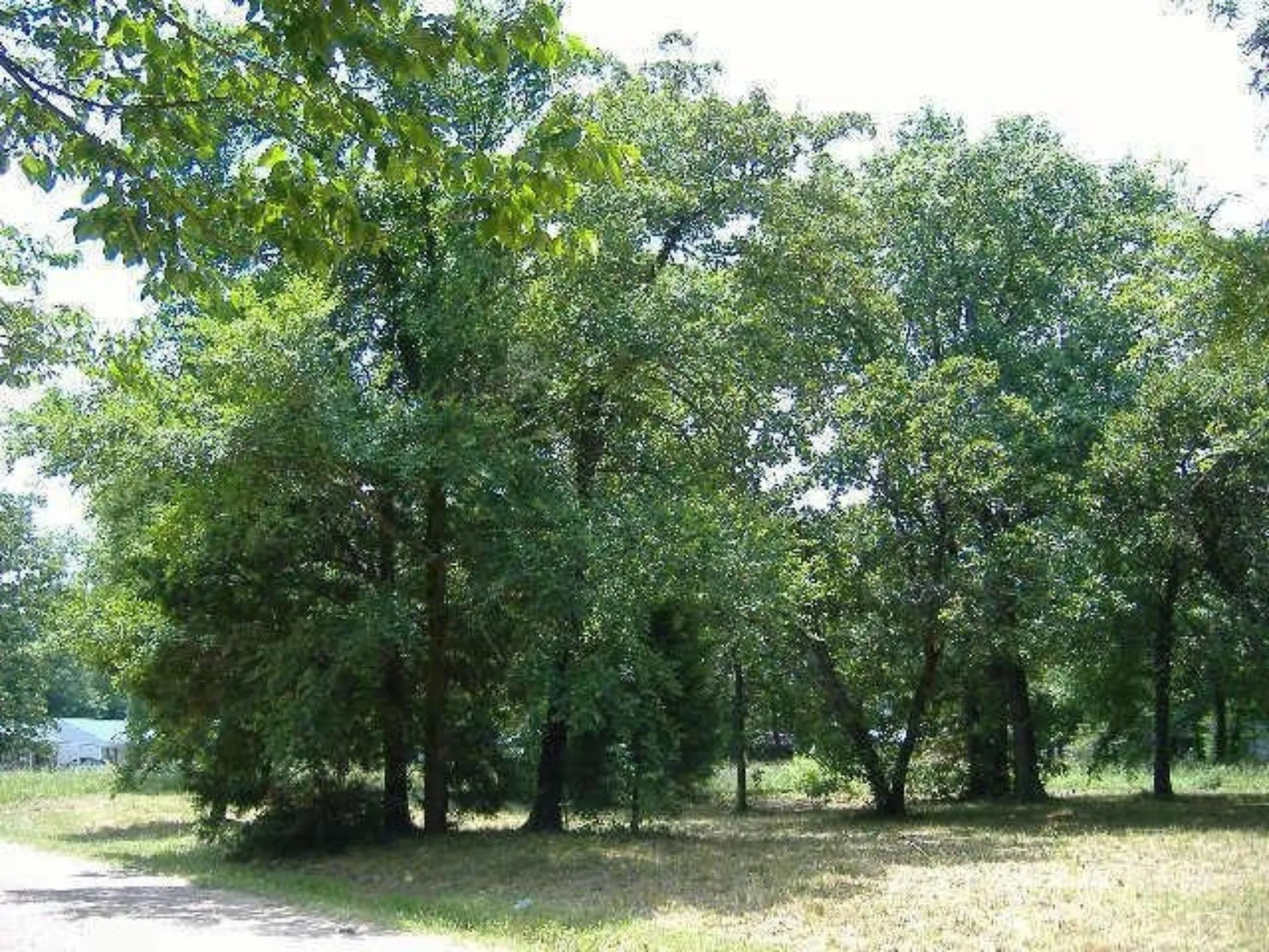 Unimproved Land For Sale in Henderson County , 66 Westwind Road, Tool, Texas 75143, 0, 0, Garage spaces, 0 Sqft, built in 0, mls#21093396, Real Estate Agent in Tool, Homes For Sale in Henderson county, Homes For Sale in Tool, Realtor in Tool Texas, Real Estate Brokerage Independent Realty Texas, Luminita Cordes Realtor