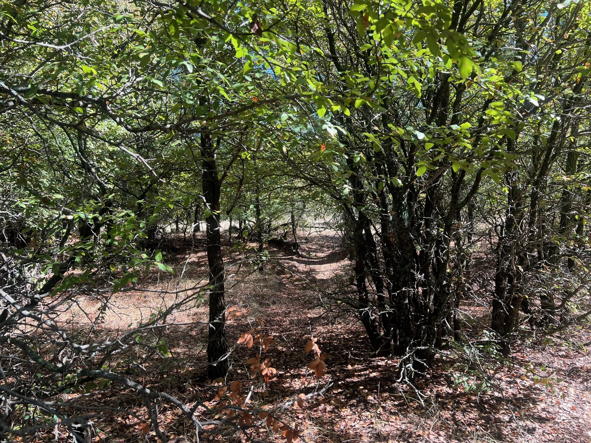 Unimproved Land For Sale in Young County , TBD Uselton Road, Loving, Texas 76460, 0, 0, Garage spaces, 0 Sqft, built in 0, mls#21090278, Real Estate Agent in Loving, Homes For Sale in Young county, Homes For Sale in Loving, Realtor in Loving Texas, Real Estate Brokerage Independent Realty Texas, Luminita Cordes Realtor