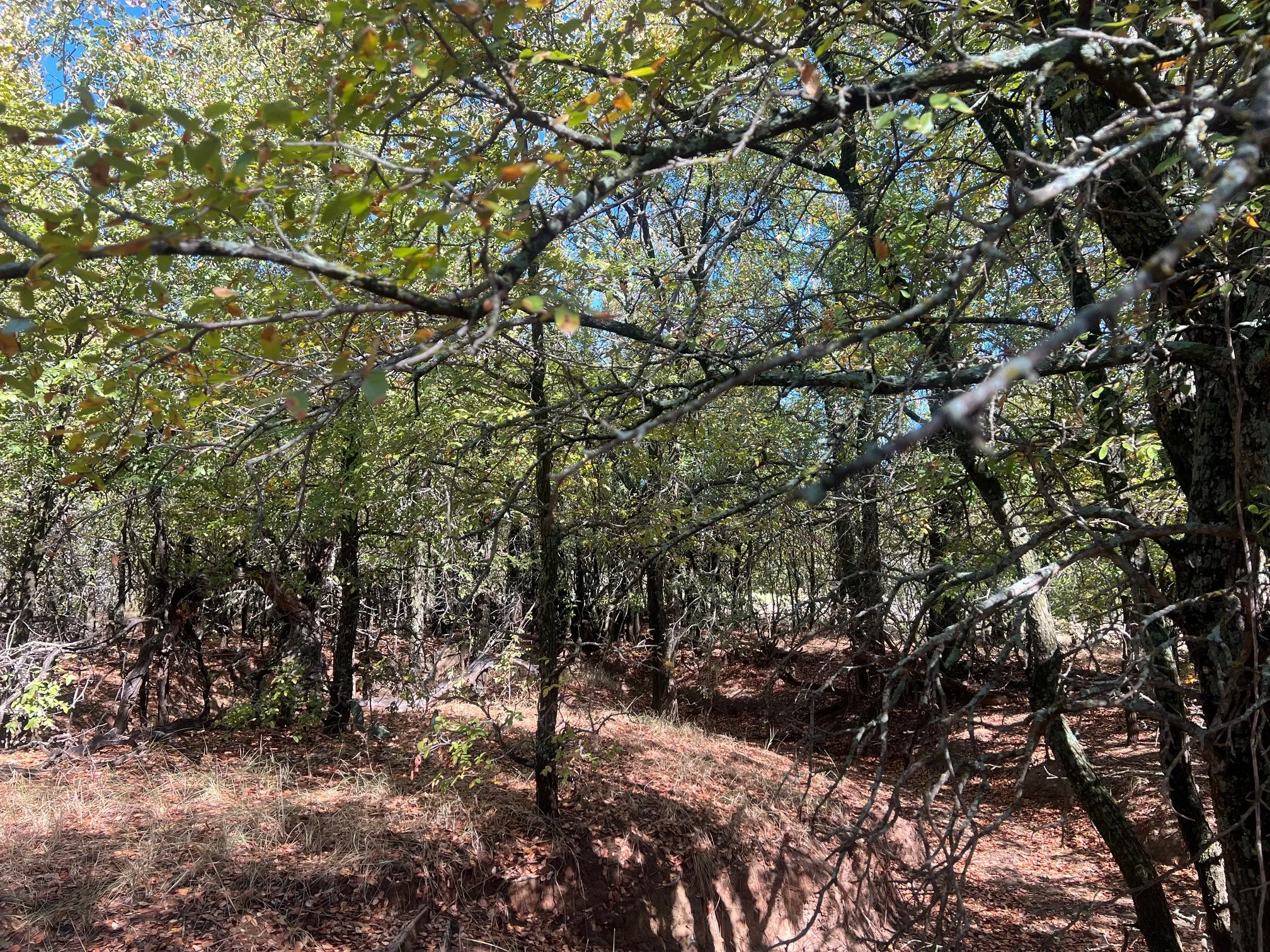 Unimproved Land For Sale in Young County , TBD Uselton Road, Loving, Texas 76460, 0, 0, Garage spaces, 0 Sqft, built in 0, mls#21090278, Real Estate Agent in Loving, Homes For Sale in Young county, Homes For Sale in Loving, Realtor in Loving Texas, Real Estate Brokerage Independent Realty Texas, Luminita Cordes Realtor