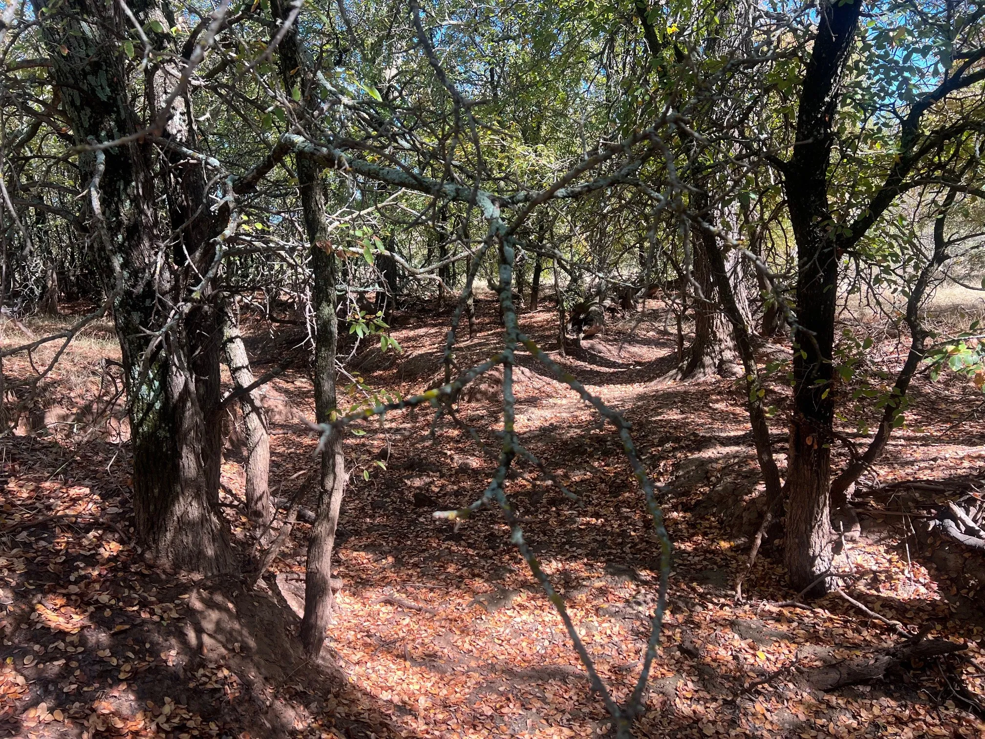 Unimproved Land For Sale in Young County , TBD Uselton Road, Loving, Texas 76460, 0, 0, Garage spaces, 0 Sqft, built in 0, mls#21090278, Real Estate Agent in Loving, Homes For Sale in Young county, Homes For Sale in Loving, Realtor in Loving Texas, Real Estate Brokerage Independent Realty Texas, Luminita Cordes Realtor