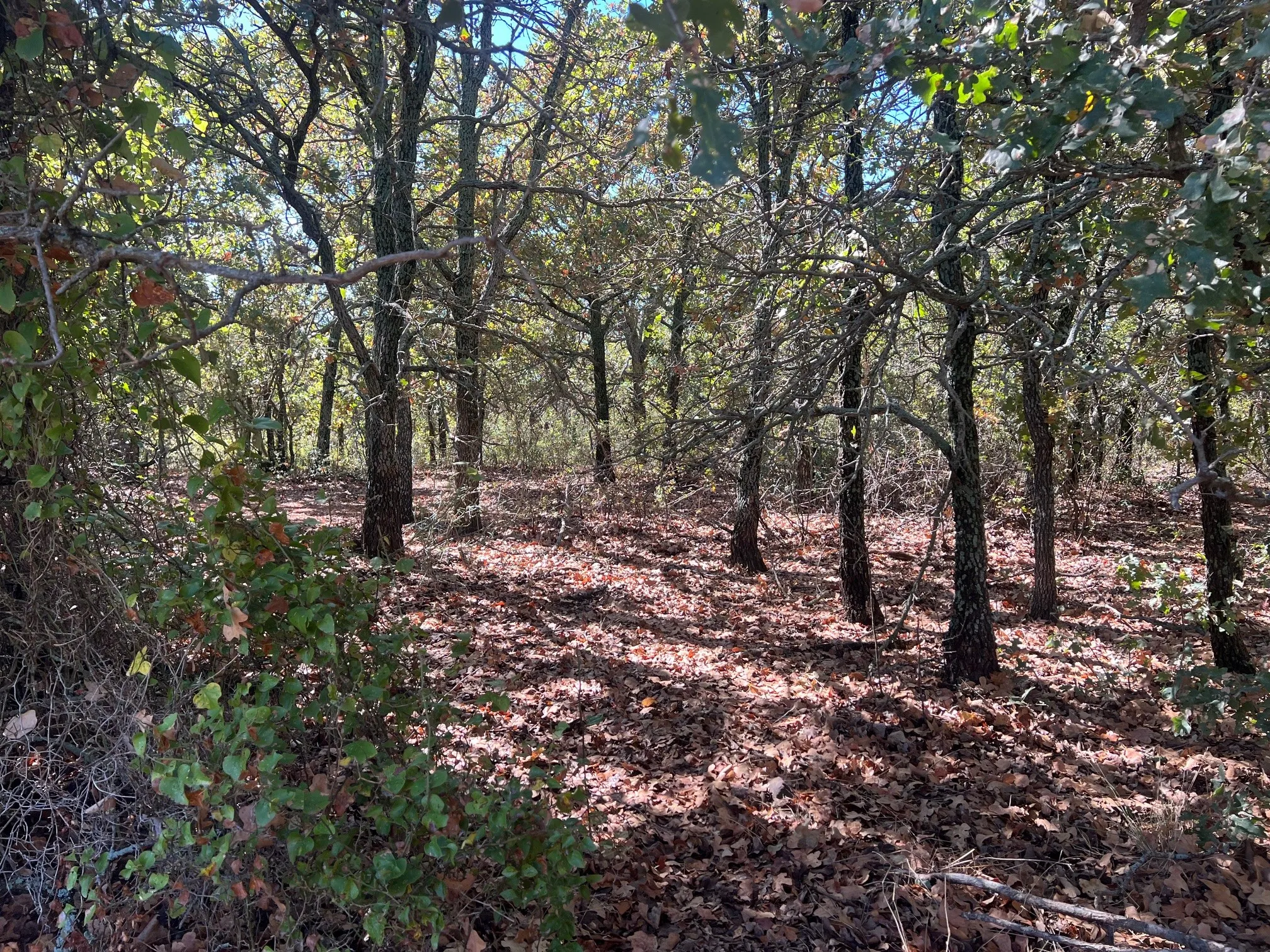Unimproved Land For Sale in Young County , TBD Uselton Road, Loving, Texas 76460, 0, 0, Garage spaces, 0 Sqft, built in 0, mls#21090278, Real Estate Agent in Loving, Homes For Sale in Young county, Homes For Sale in Loving, Realtor in Loving Texas, Real Estate Brokerage Independent Realty Texas, Luminita Cordes Realtor