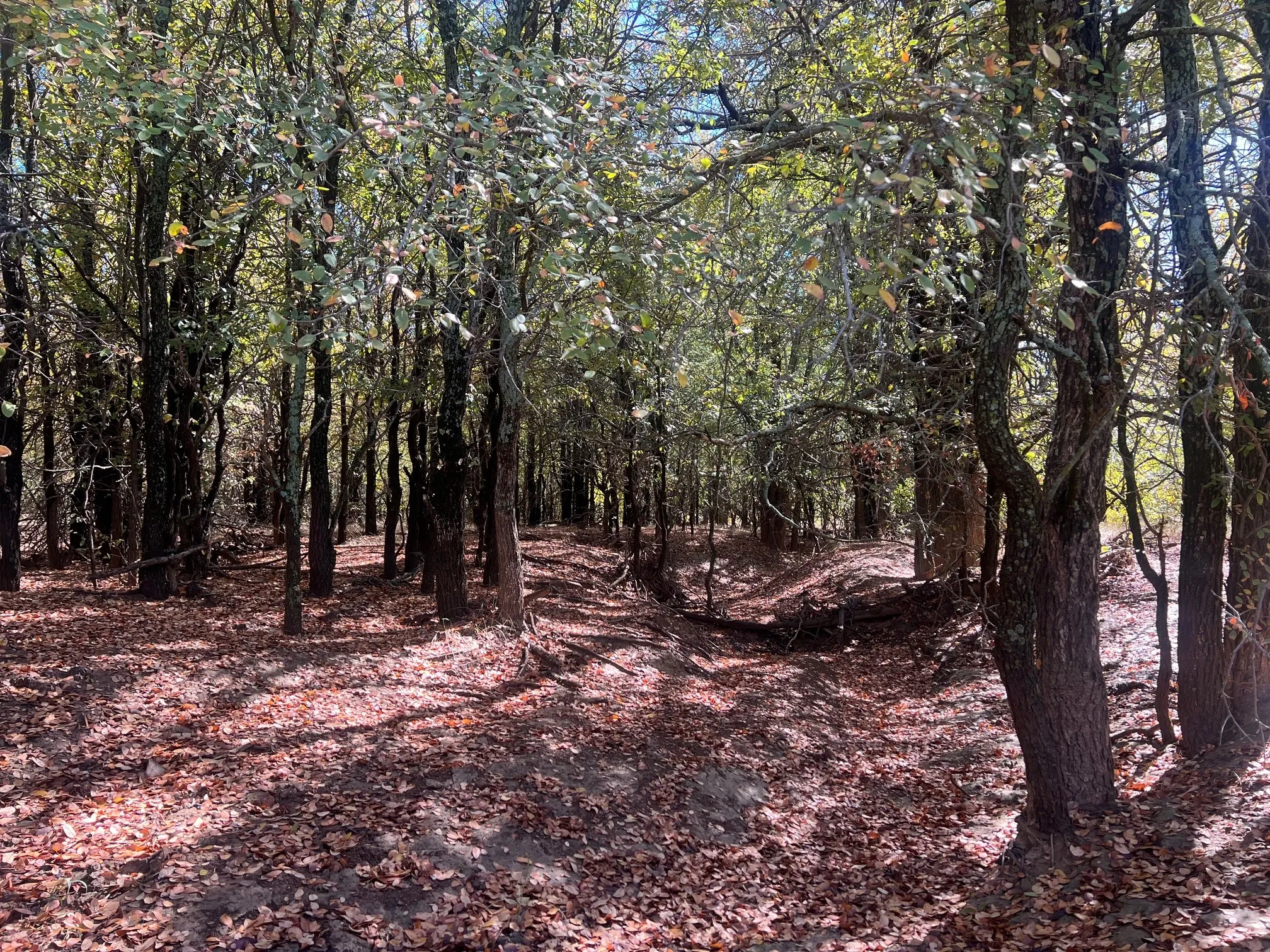 Unimproved Land For Sale in Young County , TBD Uselton Road, Loving, Texas 76460, 0, 0, Garage spaces, 0 Sqft, built in 0, mls#21090278, Real Estate Agent in Loving, Homes For Sale in Young county, Homes For Sale in Loving, Realtor in Loving Texas, Real Estate Brokerage Independent Realty Texas, Luminita Cordes Realtor