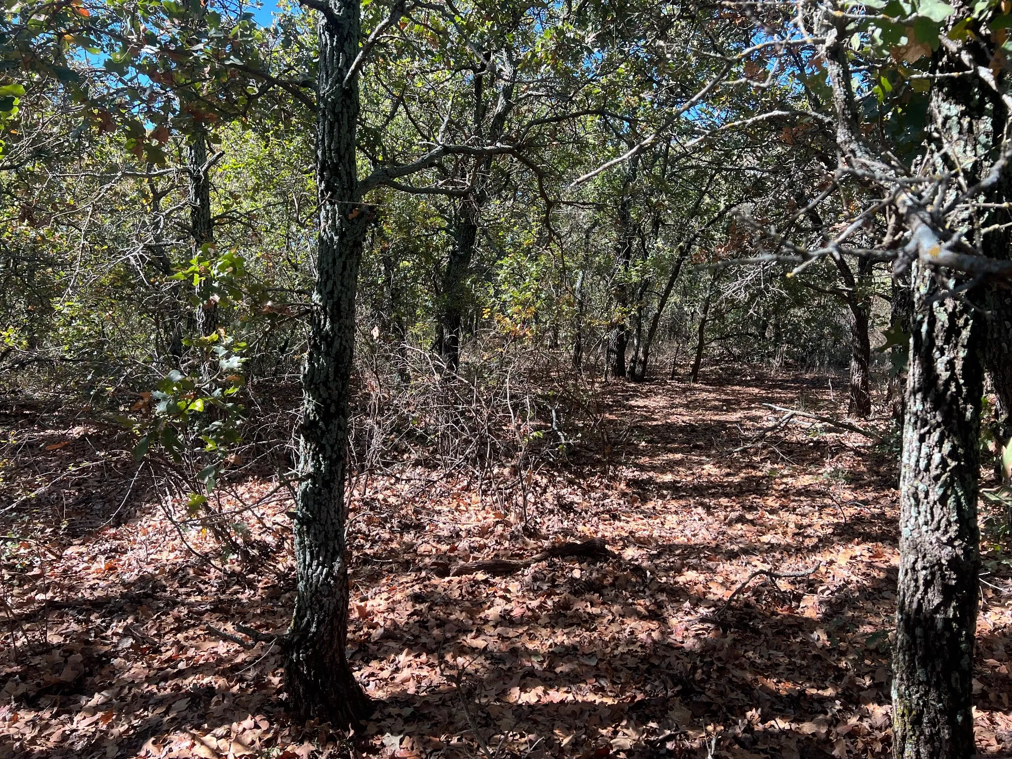Unimproved Land For Sale in Young County , TBD Uselton Road, Loving, Texas 76460, 0, 0, Garage spaces, 0 Sqft, built in 0, mls#21090278, Real Estate Agent in Loving, Homes For Sale in Young county, Homes For Sale in Loving, Realtor in Loving Texas, Real Estate Brokerage Independent Realty Texas, Luminita Cordes Realtor