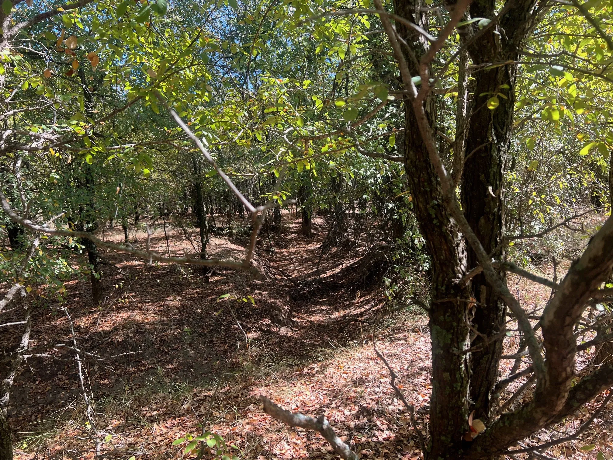 Unimproved Land For Sale in Young County , TBD Uselton Road, Loving, Texas 76460, 0, 0, Garage spaces, 0 Sqft, built in 0, mls#21090278, Real Estate Agent in Loving, Homes For Sale in Young county, Homes For Sale in Loving, Realtor in Loving Texas, Real Estate Brokerage Independent Realty Texas, Luminita Cordes Realtor