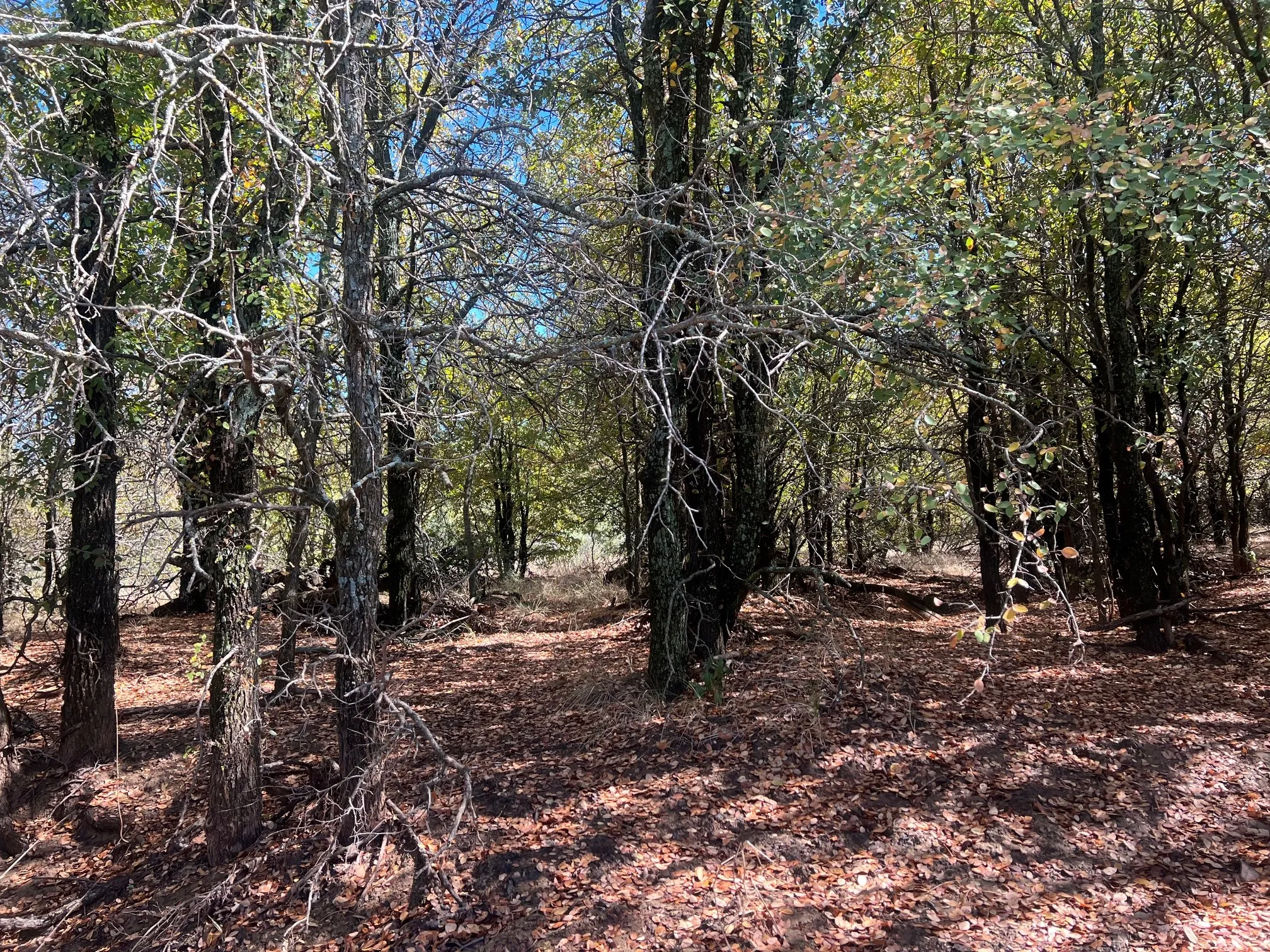 Unimproved Land For Sale in Young County , TBD Uselton Road, Loving, Texas 76460, 0, 0, Garage spaces, 0 Sqft, built in 0, mls#21090278, Real Estate Agent in Loving, Homes For Sale in Young county, Homes For Sale in Loving, Realtor in Loving Texas, Real Estate Brokerage Independent Realty Texas, Luminita Cordes Realtor