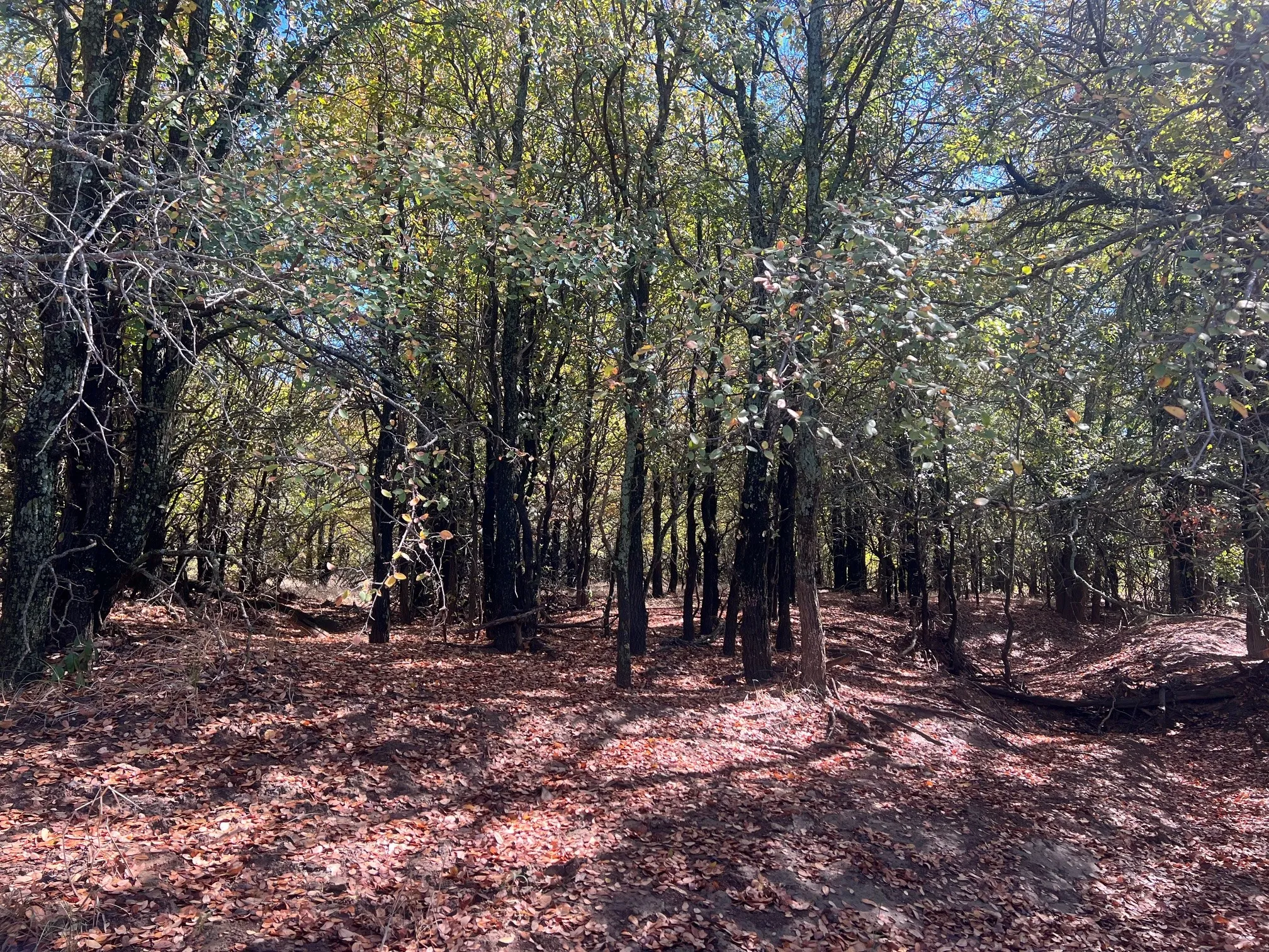 Unimproved Land For Sale in Young County , TBD Uselton Road, Loving, Texas 76460, 0, 0, Garage spaces, 0 Sqft, built in 0, mls#21090278, Real Estate Agent in Loving, Homes For Sale in Young county, Homes For Sale in Loving, Realtor in Loving Texas, Real Estate Brokerage Independent Realty Texas, Luminita Cordes Realtor