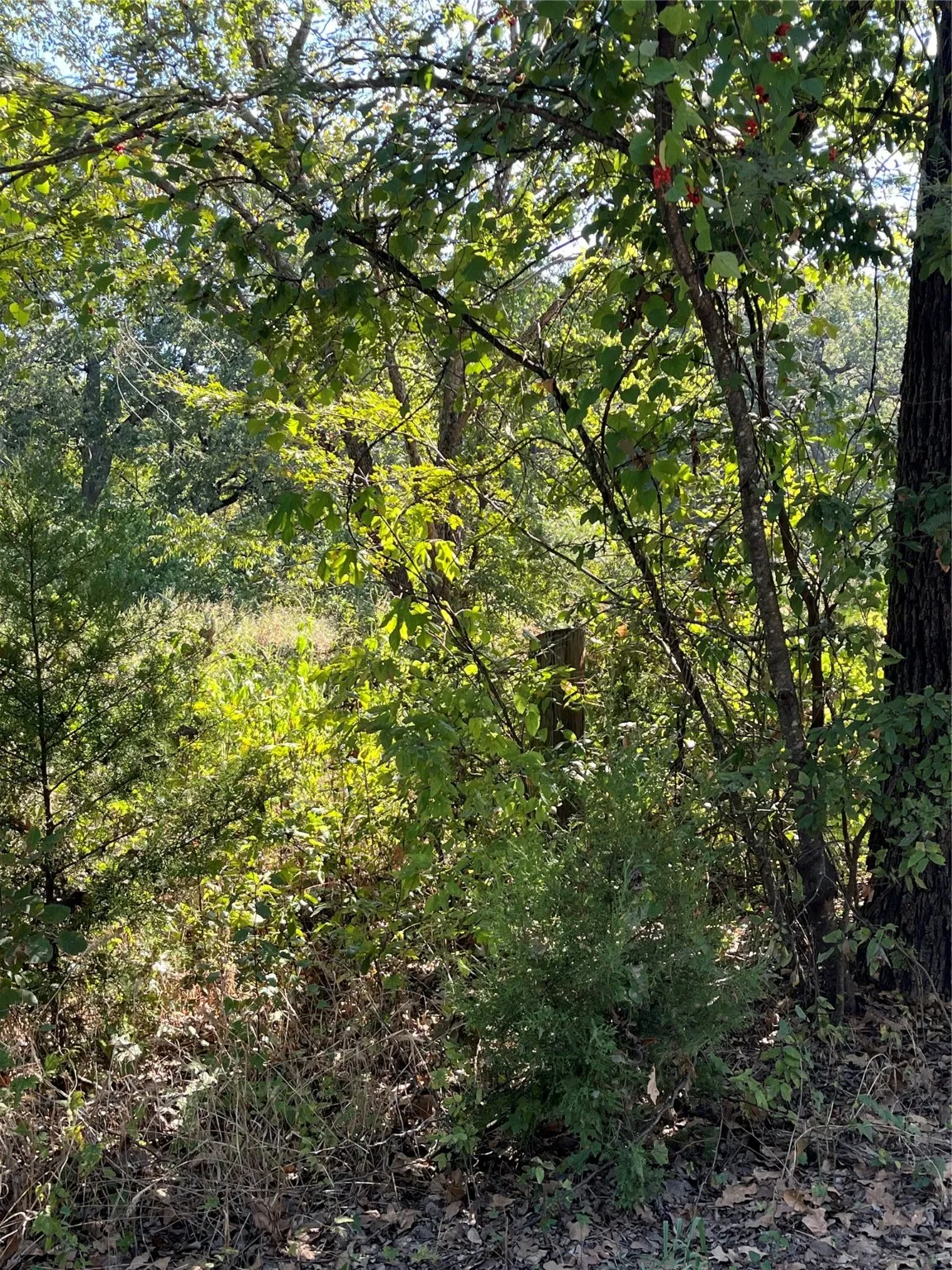 Unimproved Land For Sale in Hunt County , 00 Pinewood Drive, Hawk Cove, Texas 75474, 0, 0, Garage spaces, 0 Sqft, built in 0, Price $17,900, mls#21093934, Real Estate Agent in Hawk Cove, Homes For Sale in Hunt county, Homes For Sale in Hawk Cove, Realtor in Hawk Cove Texas, Real Estate Brokerage Independent Realty Texas, Luminita Cordes Realtor