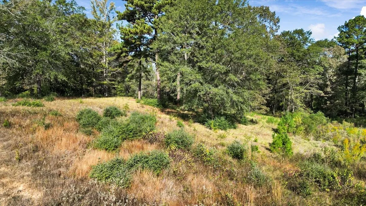 View of local wilderness