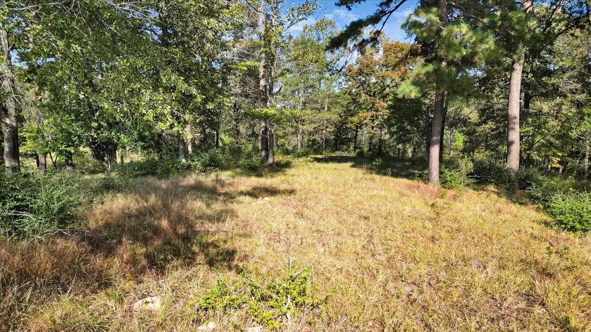 View of local wilderness