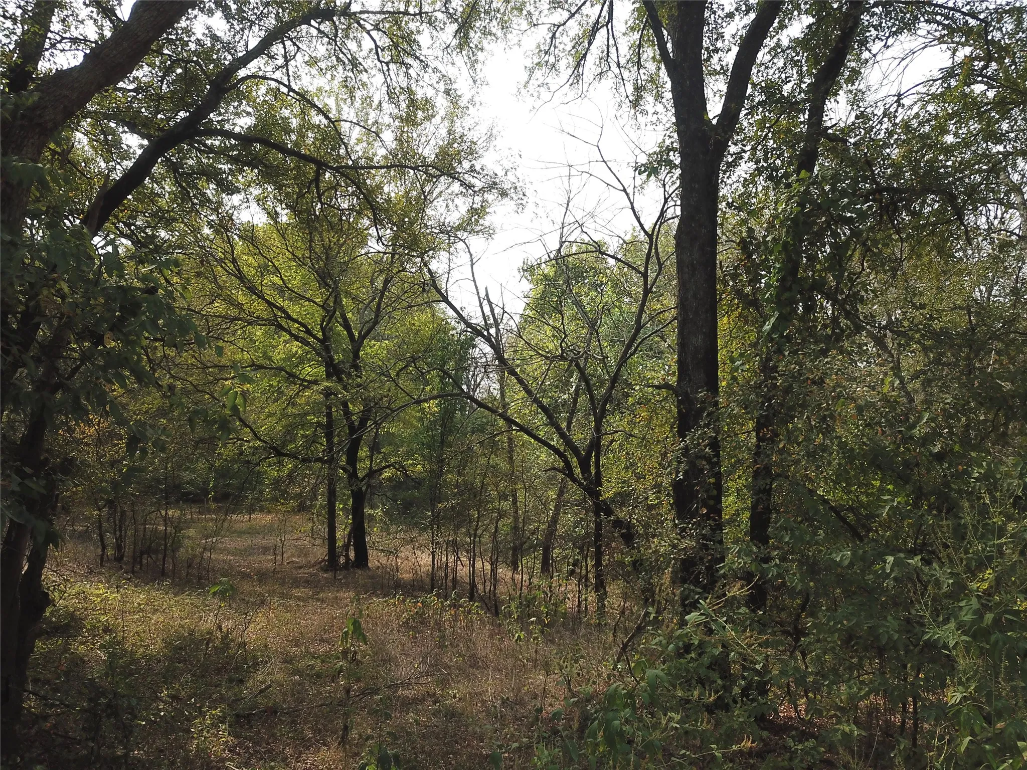 View of wooded area