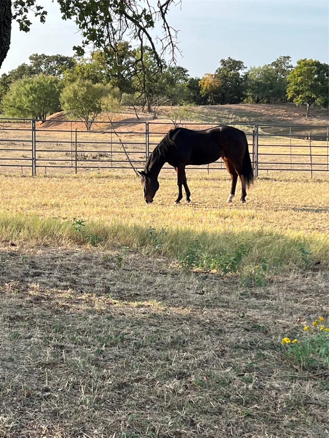 Pasture